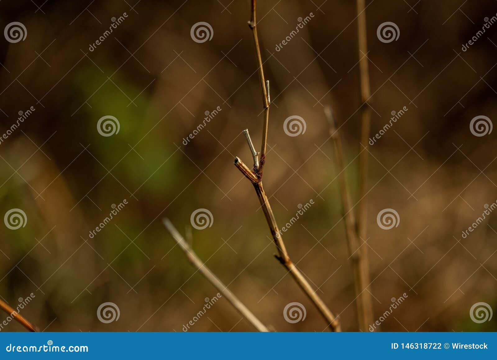 Thin Plant Branches with Natural Backgrounds Stock Illustration