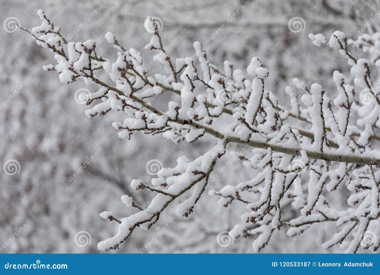 A Thin Branch of a Tree Covered with White Snow. Which Under His Weight ...