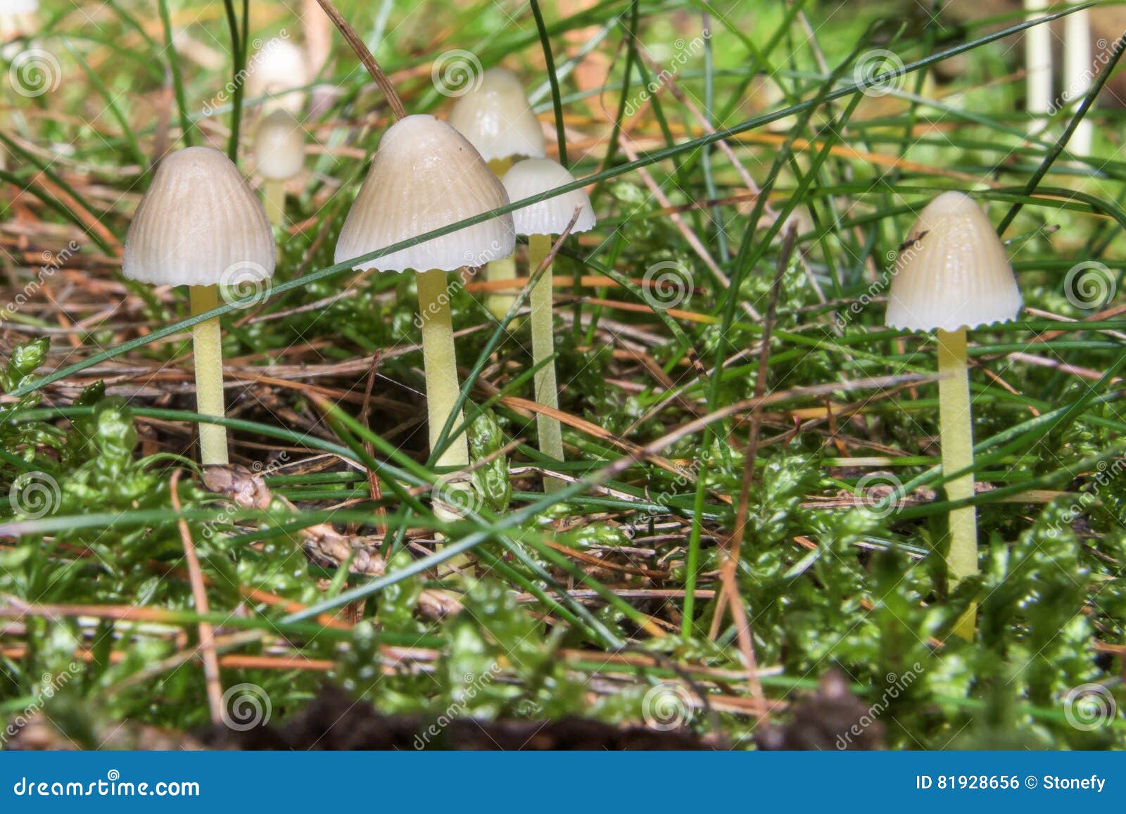 Thin, White Mushrooms Growing in between Tall, Green Grass Stock Photo