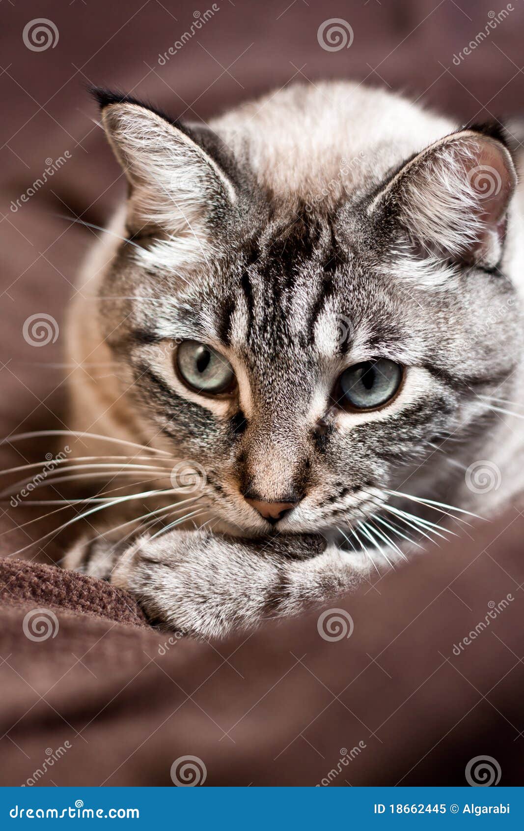 The thinking cat  stock image Image of little background 