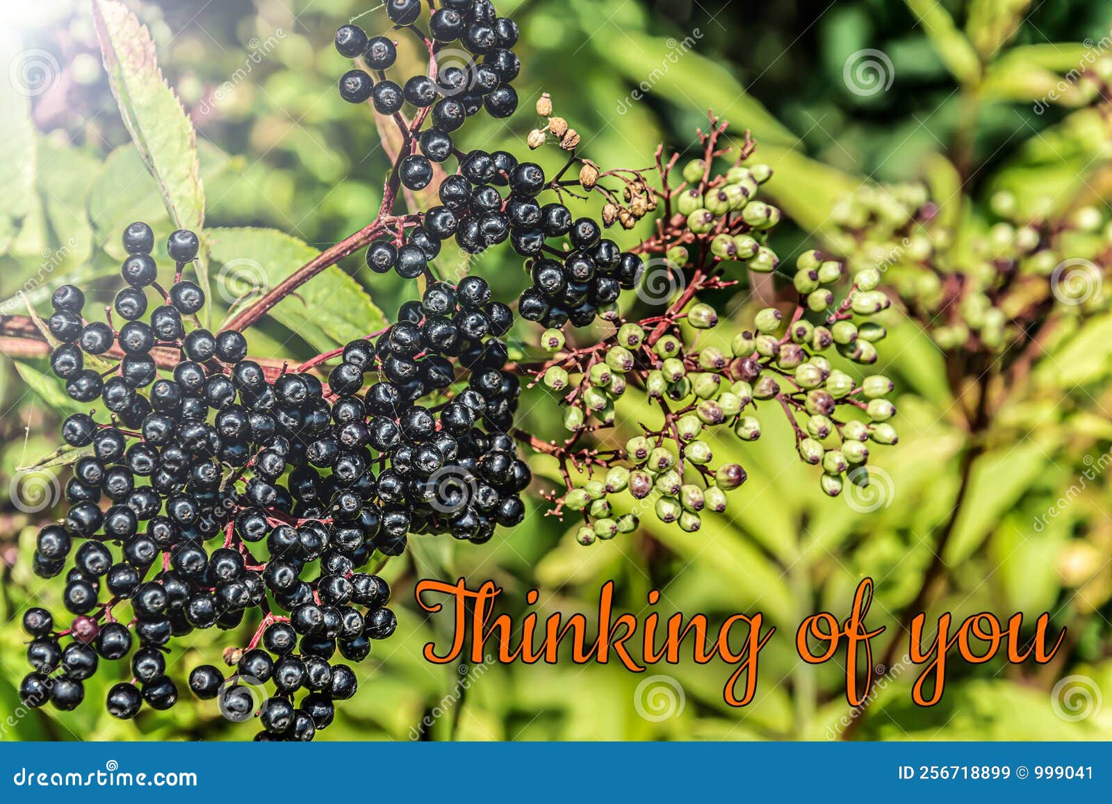 Thinking of You Card. Forest Wild Berries. Stock Illustration