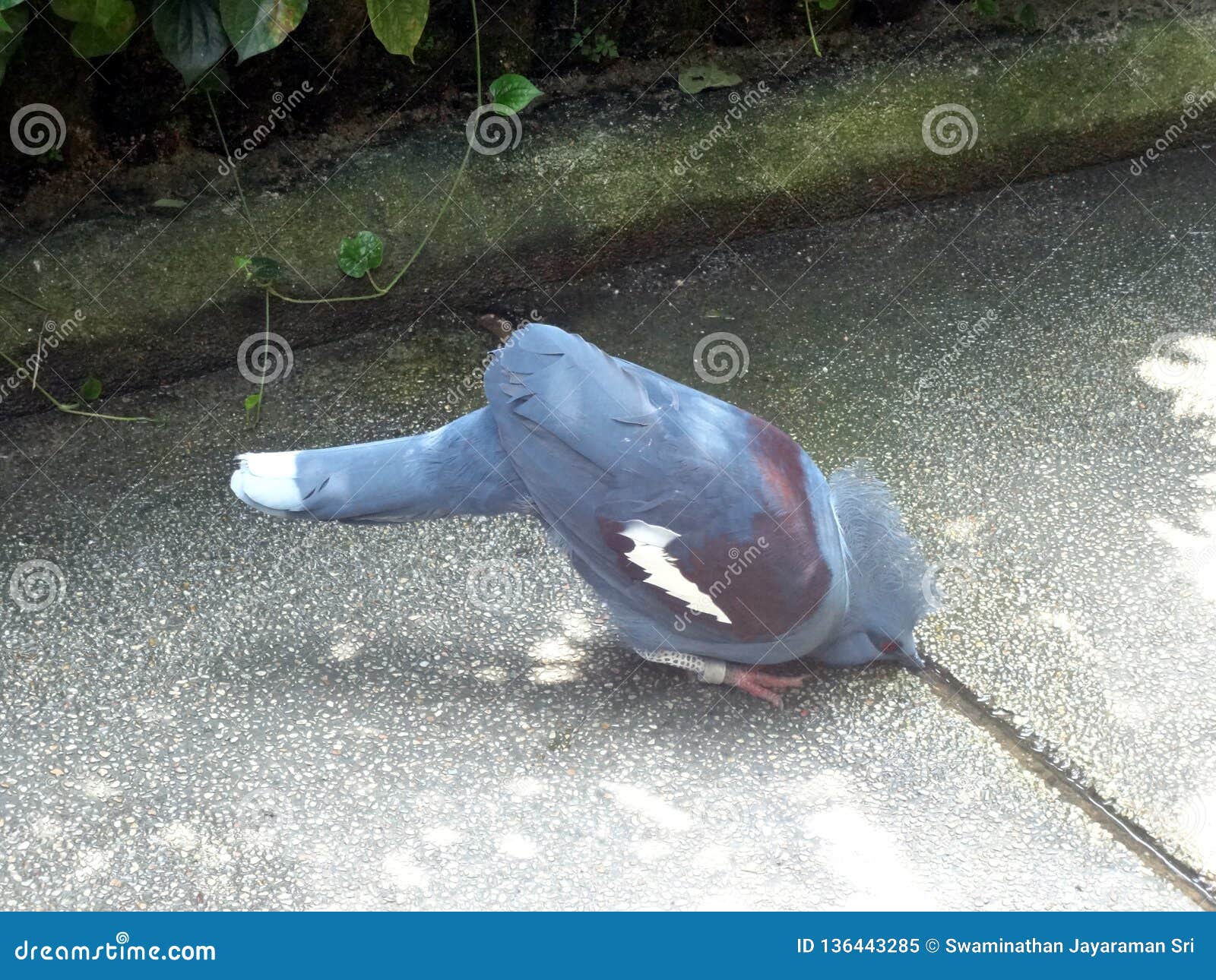 Thirsty Bird Drinking Water Stock Image Image of drought, paradise