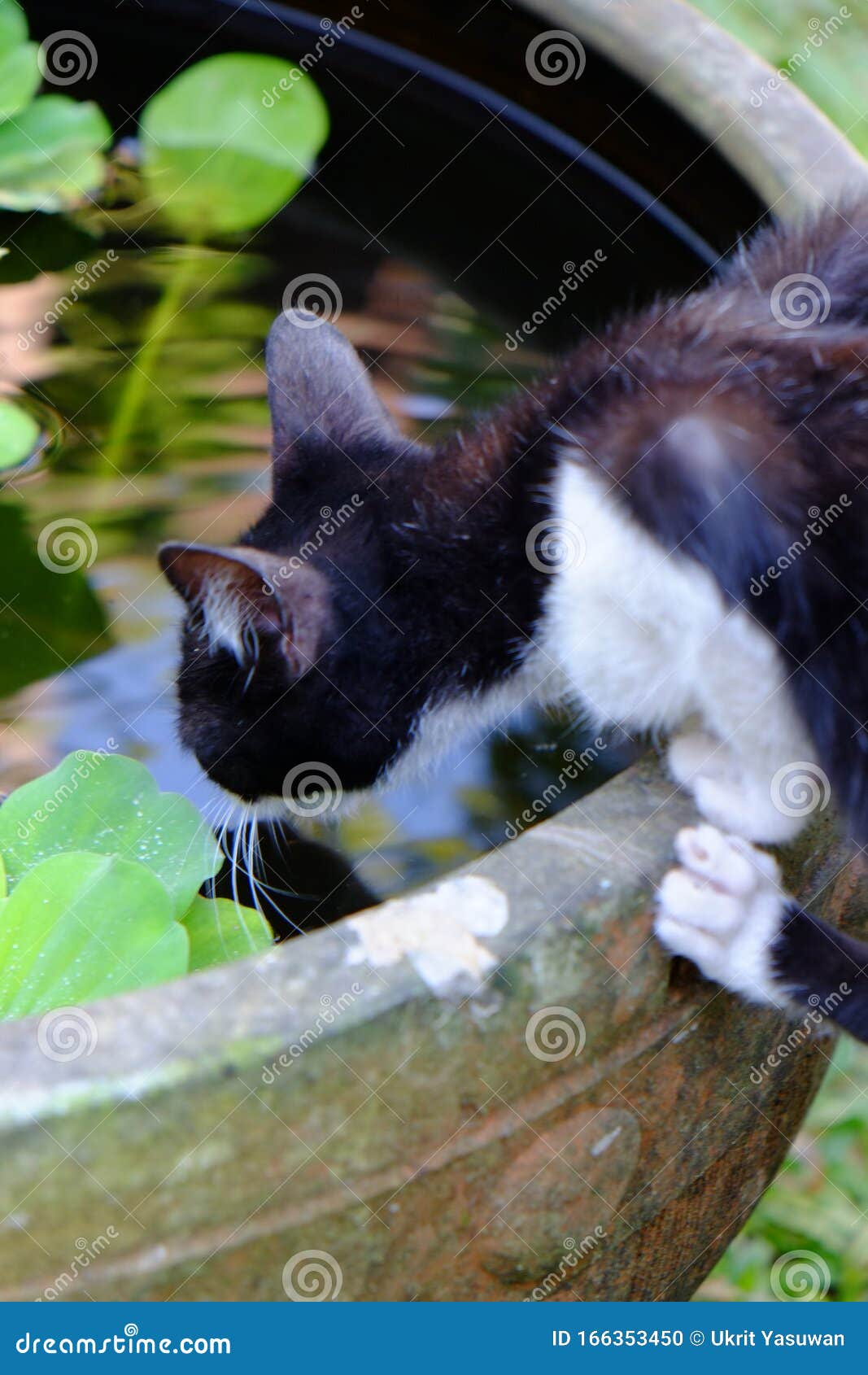 cat drinking fish tank water