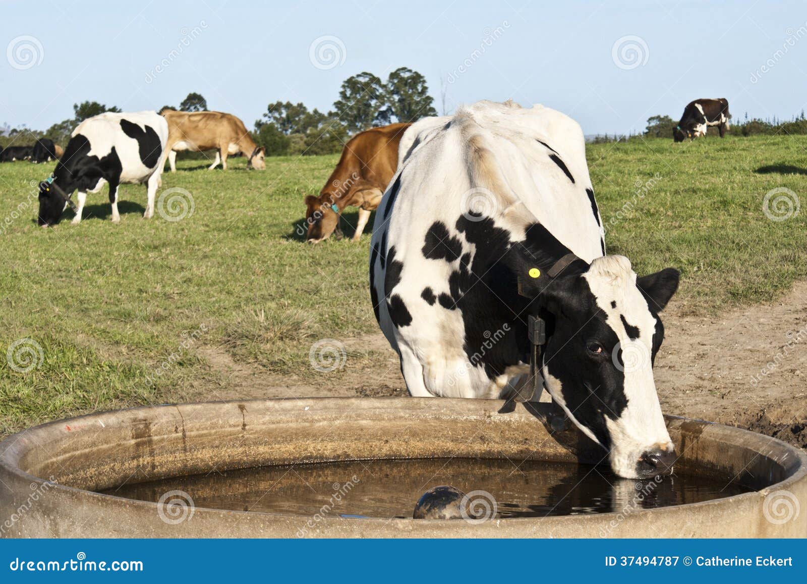Thirsty Cow stock image. Image of trough, reservoir, agriculture 37494787