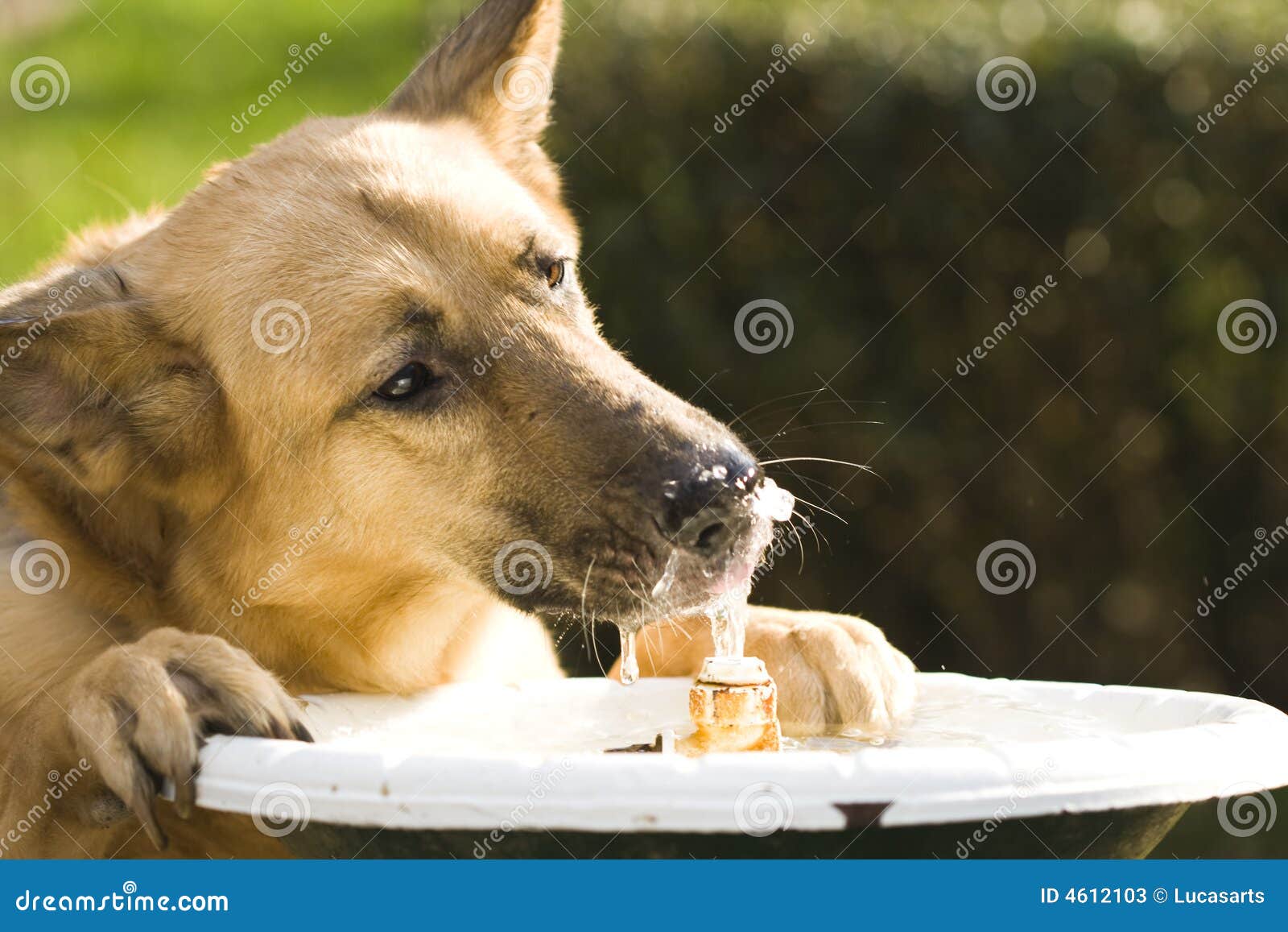 Thirsty dog stock image. Image of shepherd, drink, refreshment 4612103