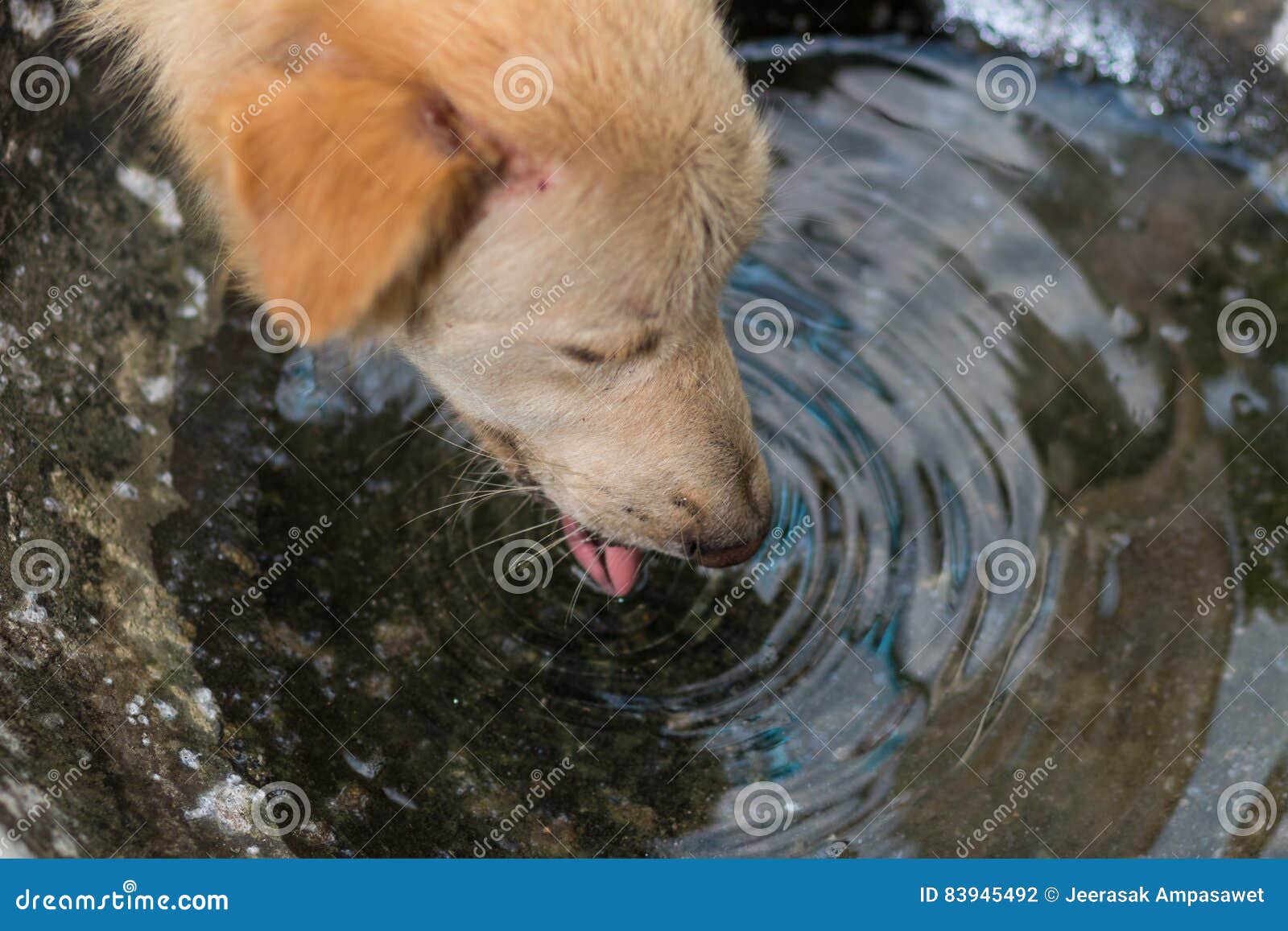 What Makes A Dog Thirsty