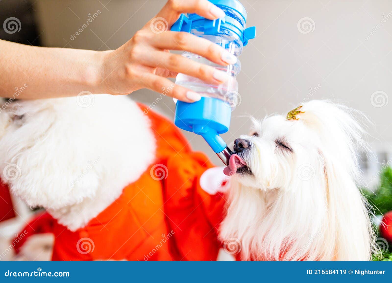 thirsty dog bottle