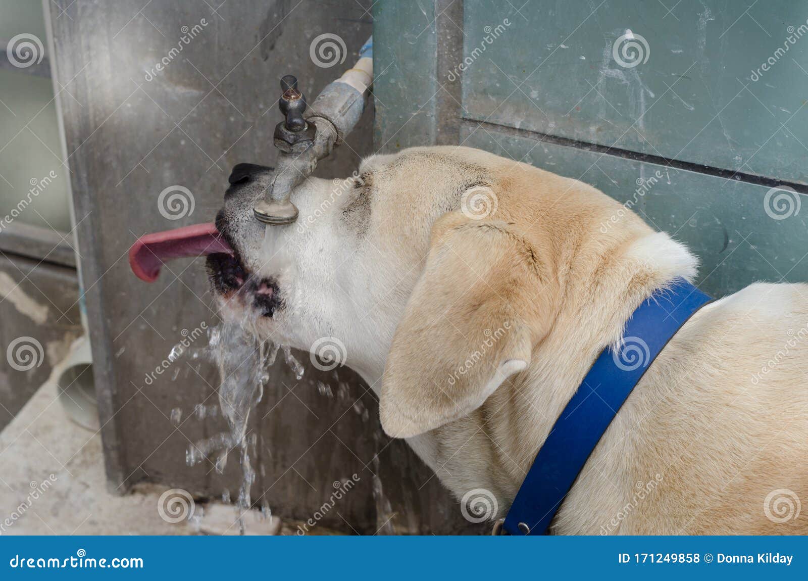 Thirsty Dog Drinking From Water Faucet Stock Photo Image Of