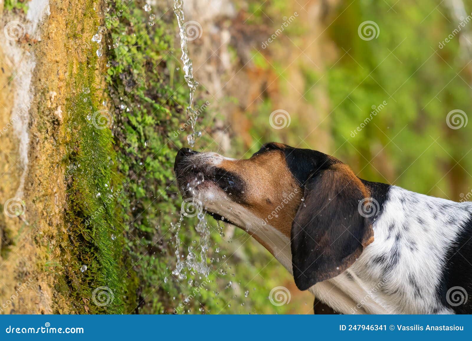 Thirsty Dog Drinking Water from a Fountain. Stock Image Image of