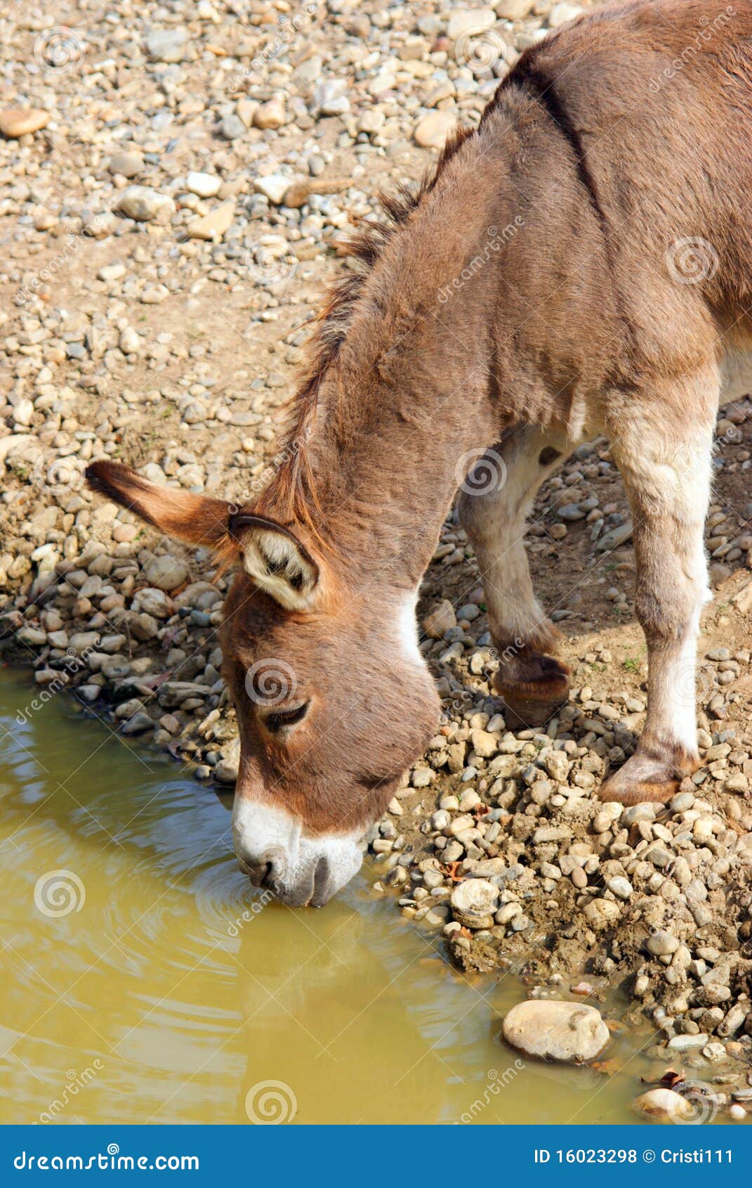 thirsty donkey