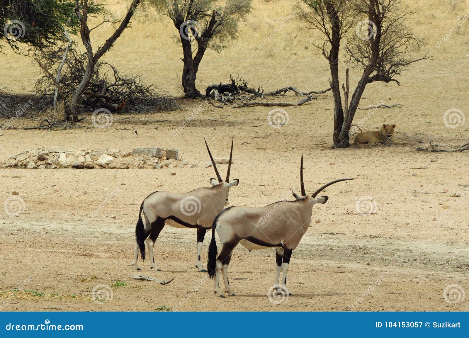 gemsbok look longingly at water, kgalagadi transfrontier national park , south africa
