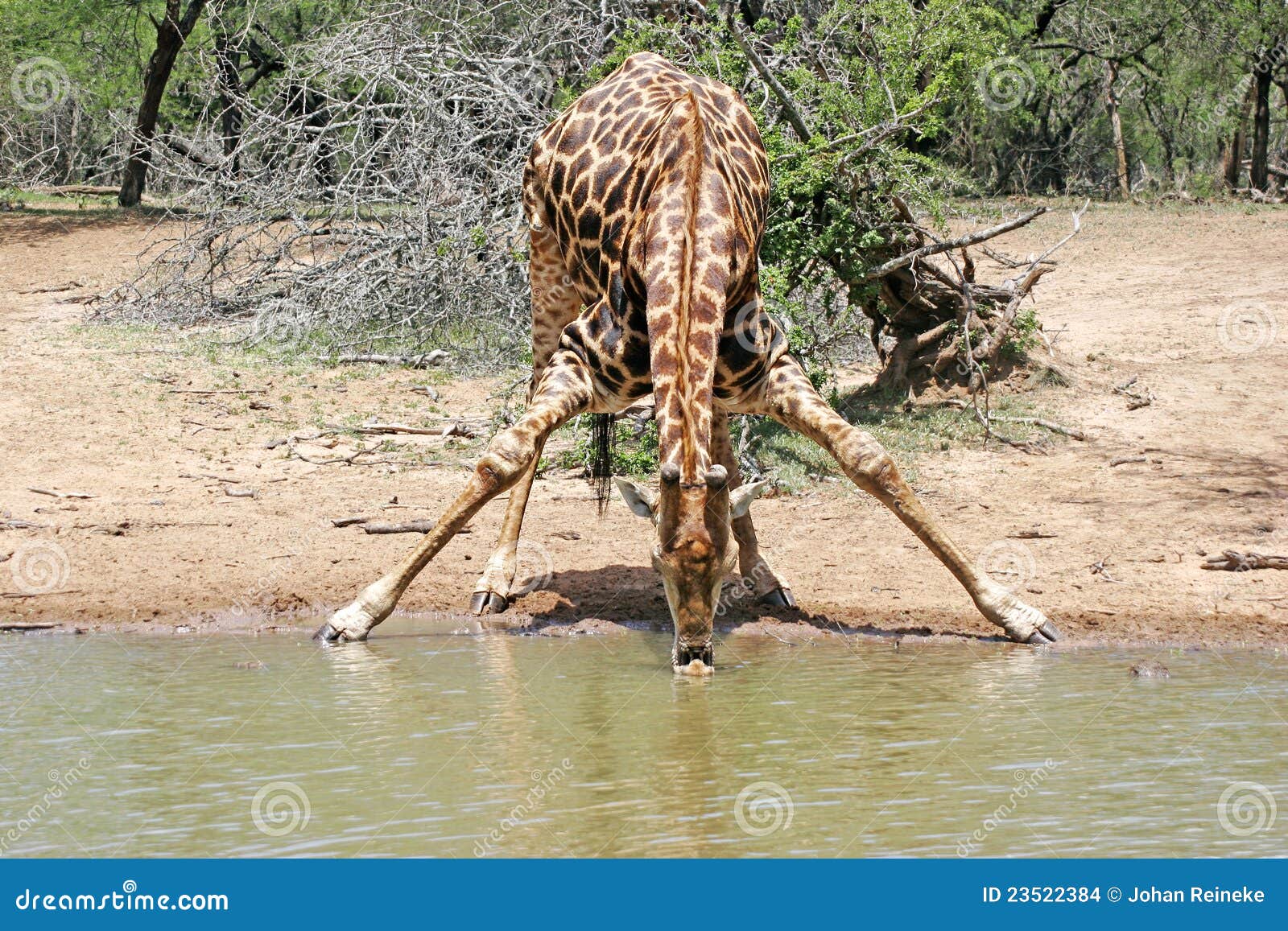 Thirsty Giraffe