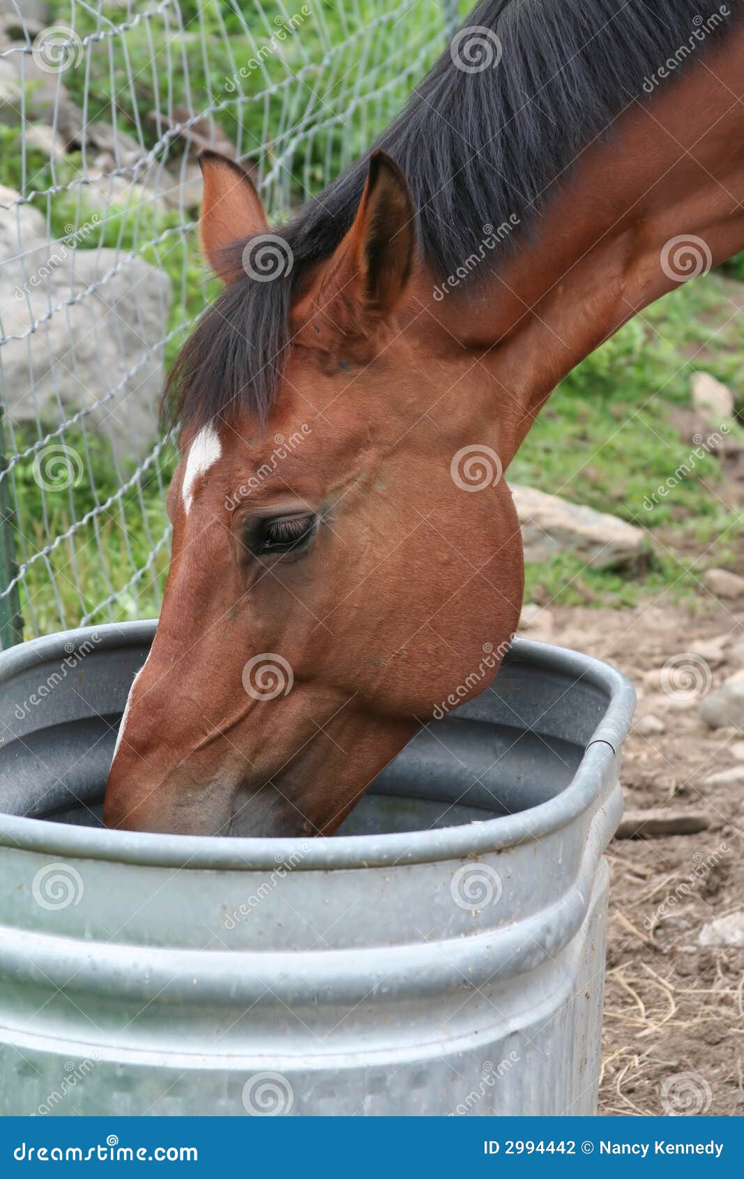 Thirsty Horse stock photo. Image of horse, farmyard, profile 2994442