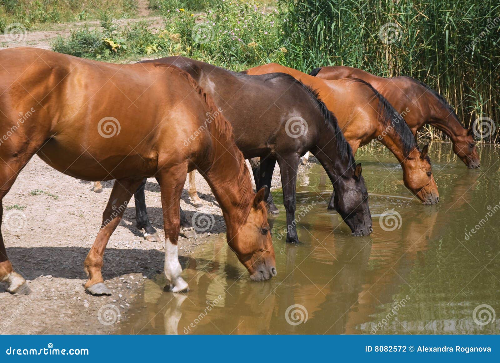 Thirsty horses stock photo. Image of horse, lake, mammal 8082572