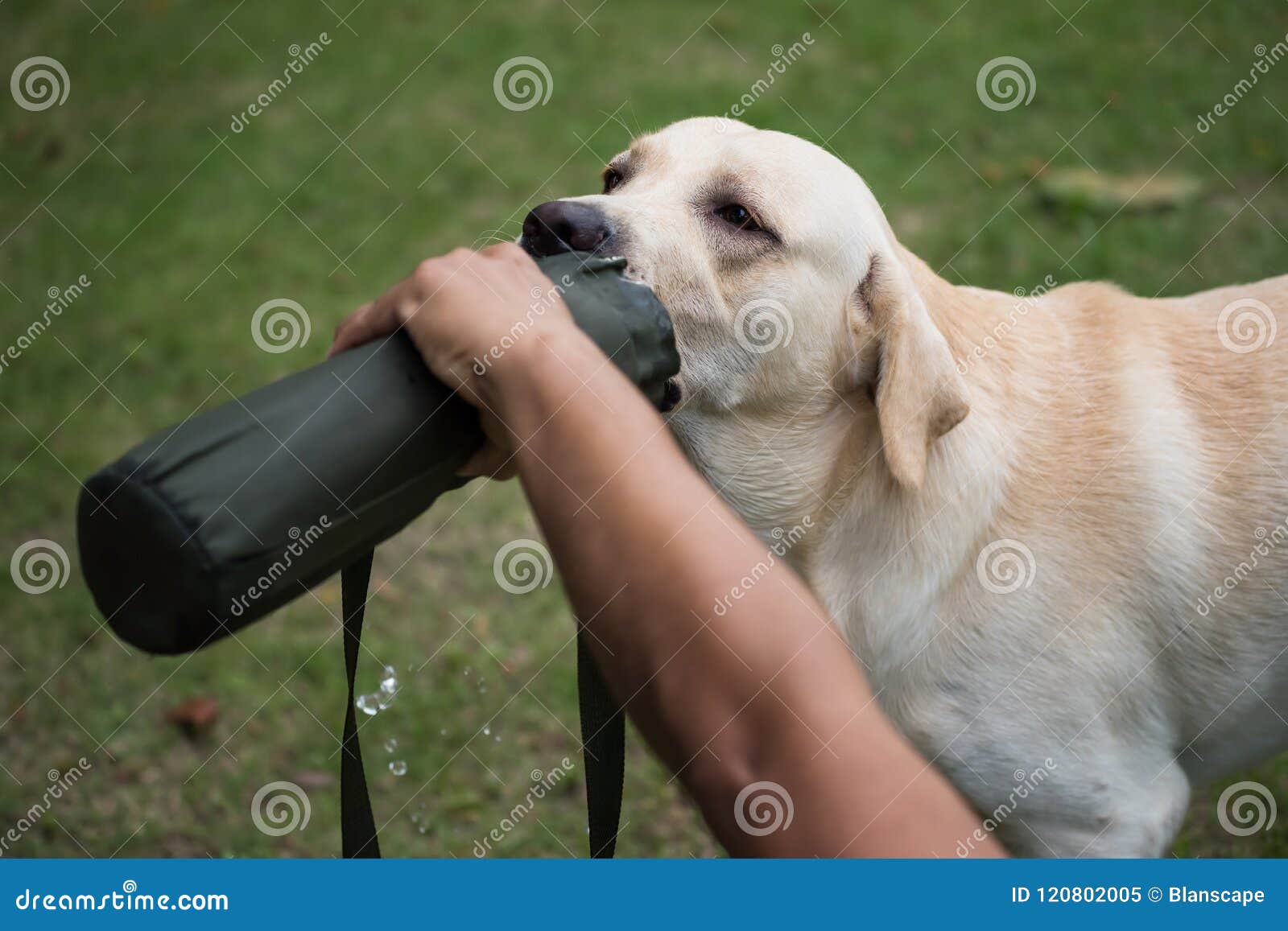 Thirsty Labrador Retriever Dog Drinking Water Stock Image ...