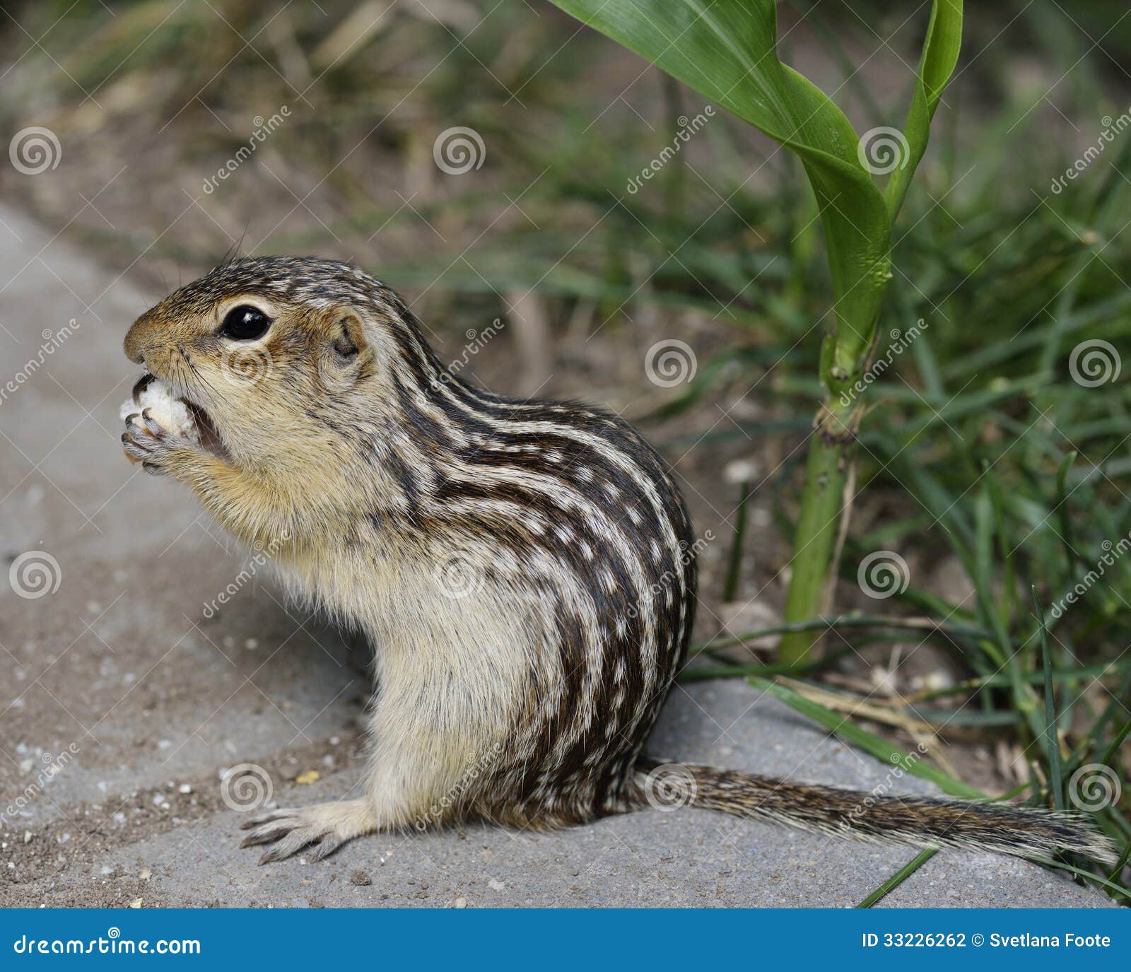 thirteen-lined ground squirrel