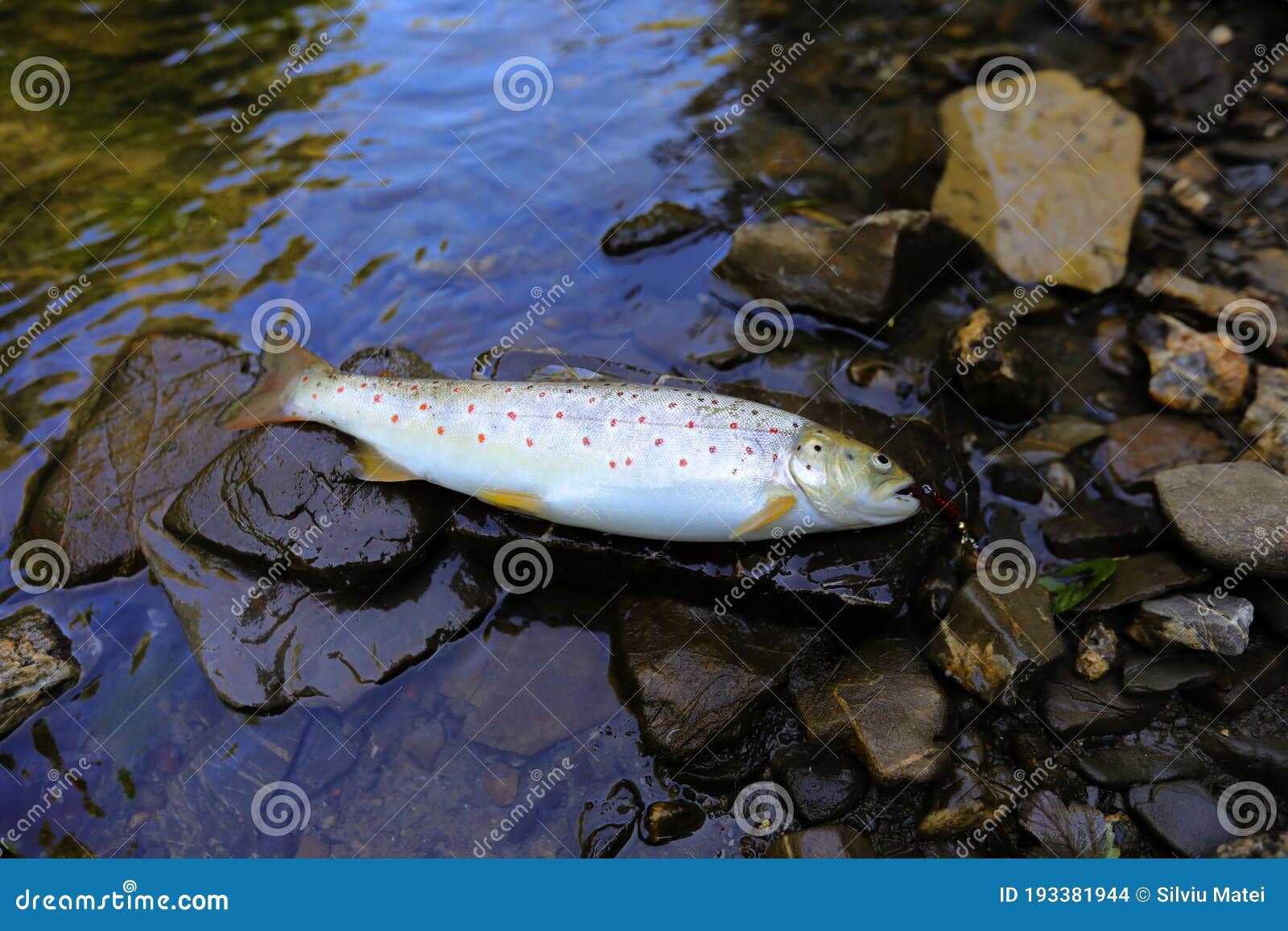 thirty centimetres beautiful big indigenous trout on a wild mountains river.