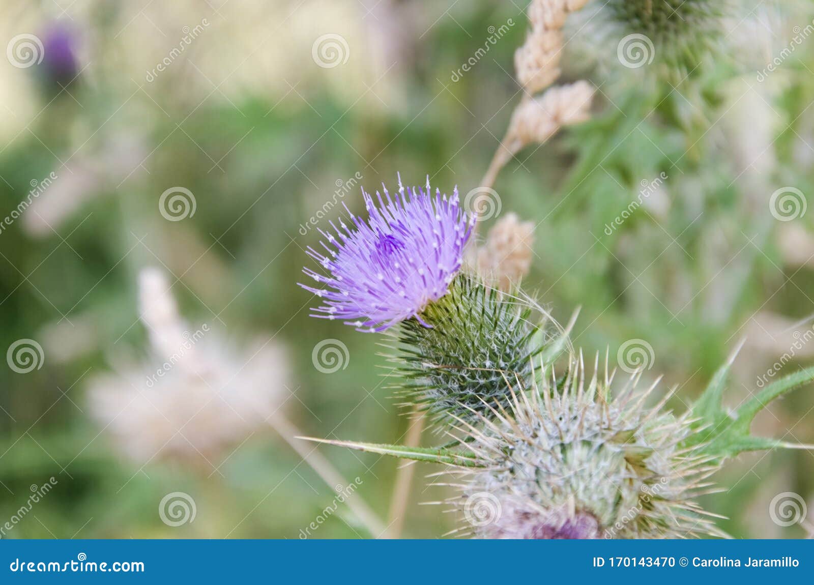 thistle in bloom, carduus pycnocephalus