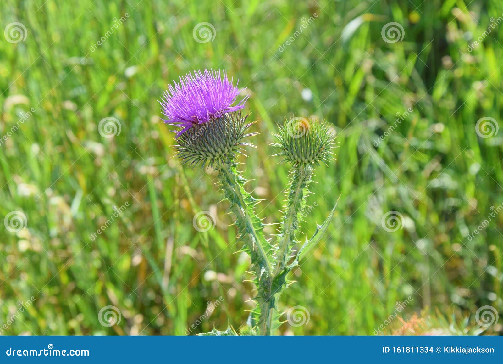thistle carduus wild remedial flower in meadow