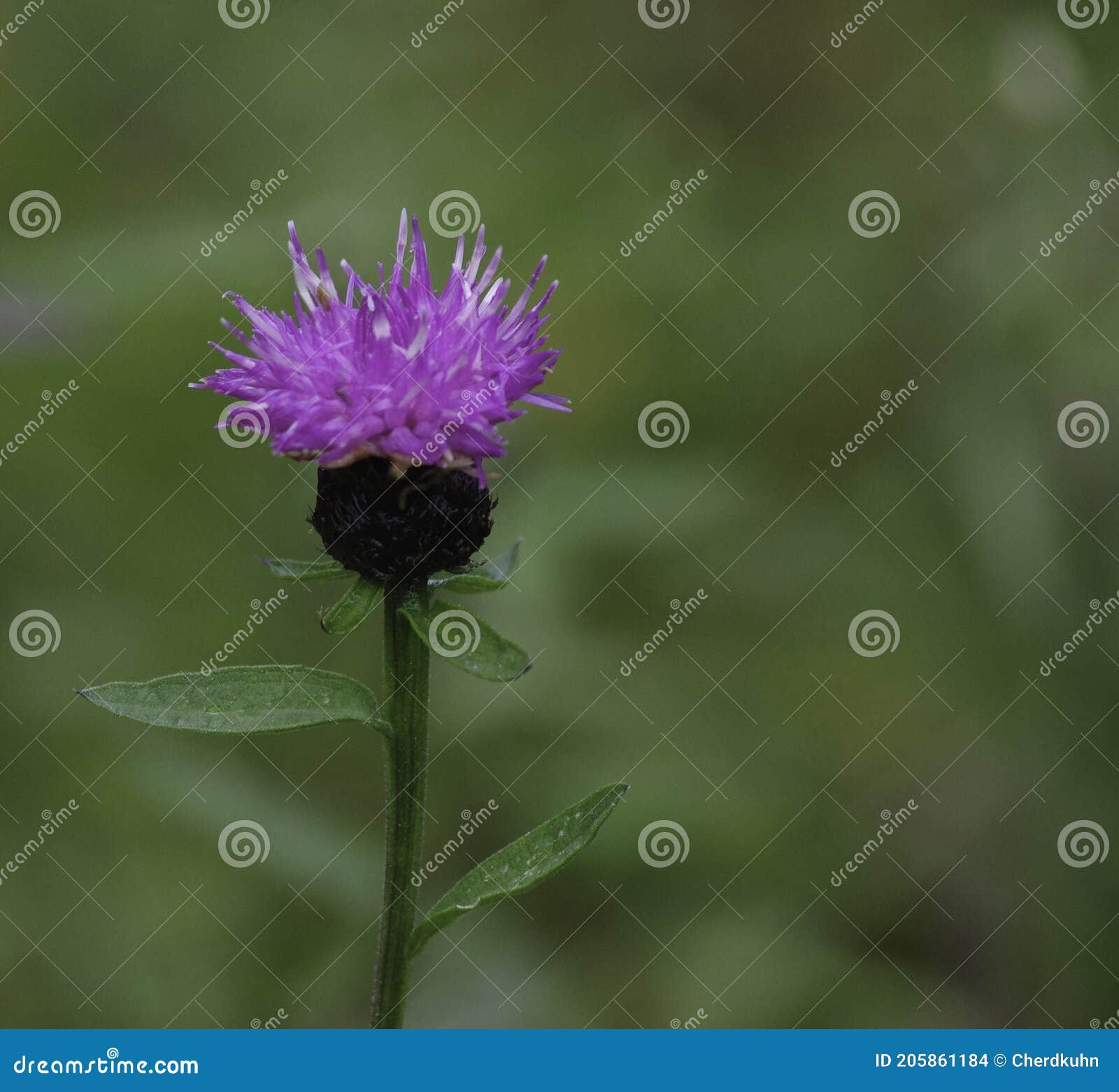 My Image 15