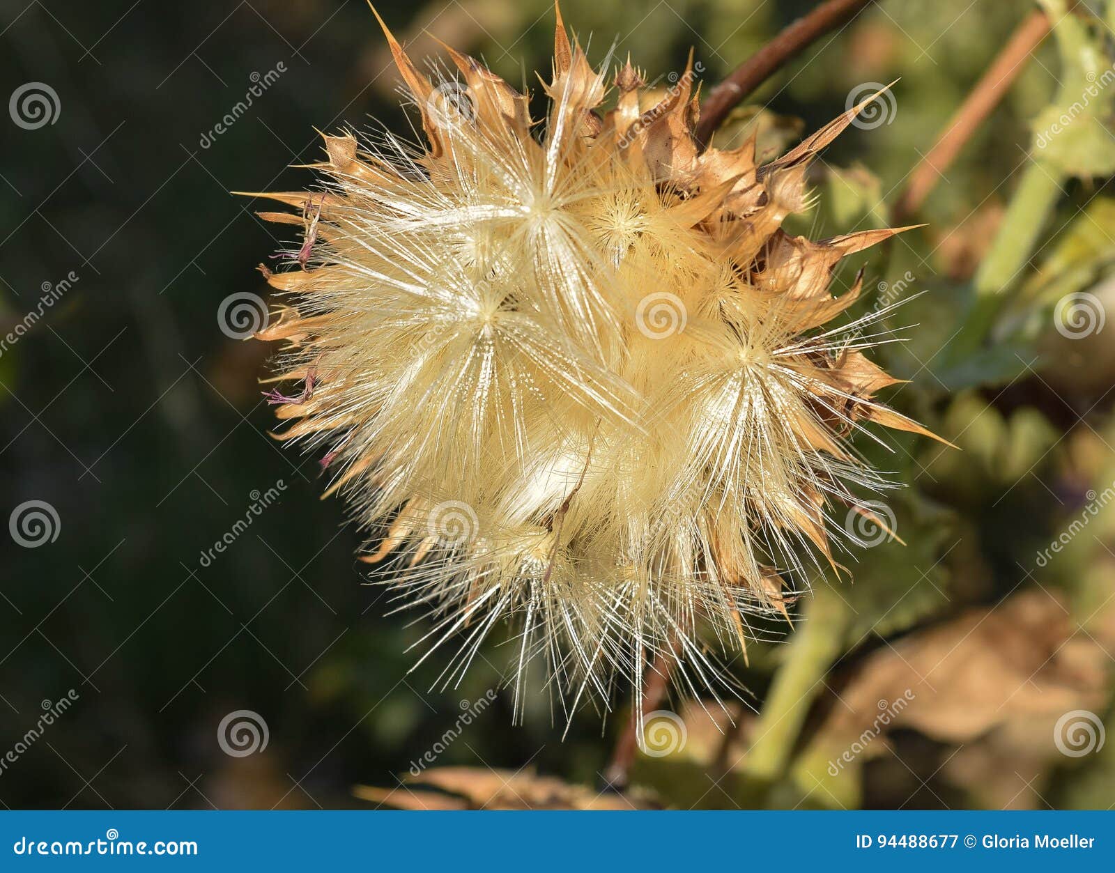 thistle flower in seed at lindo lake park in lakeside, california near san diego