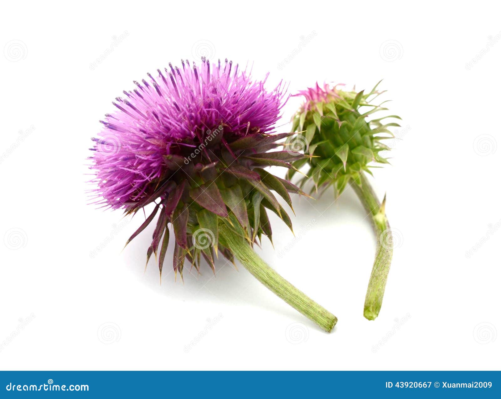 Thistle flower stock image. Image of background, scottish - 43920667