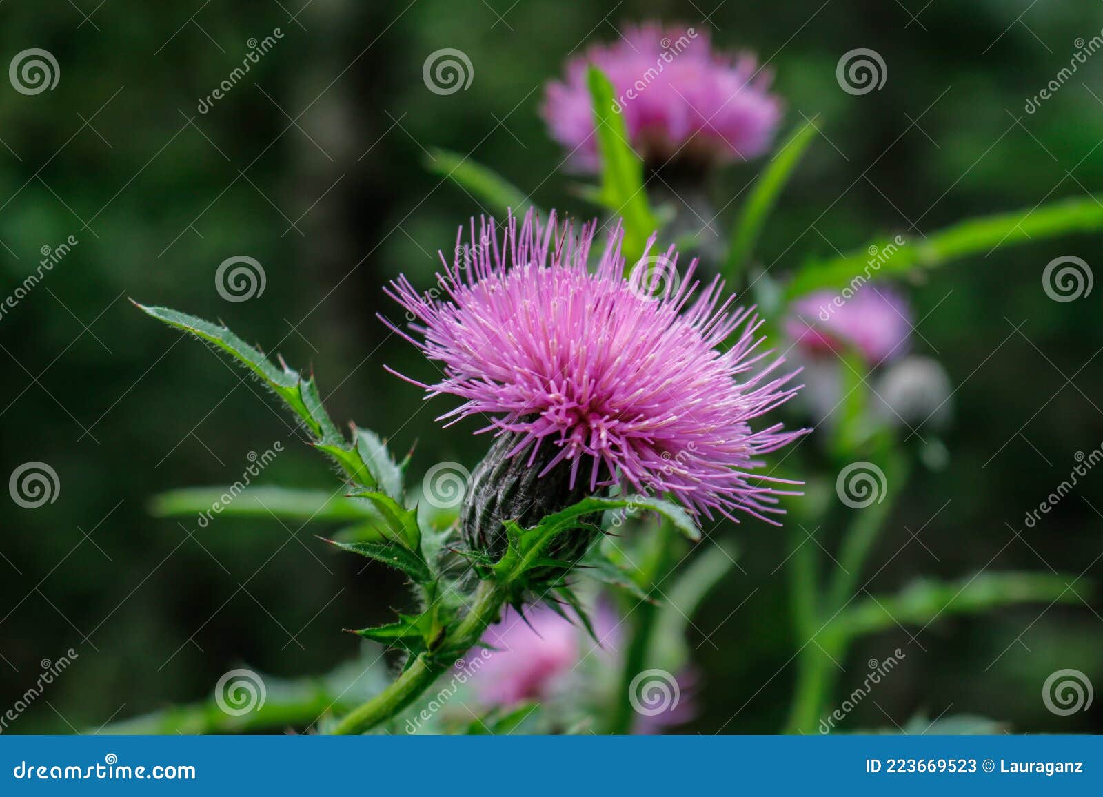 Thistle Flowers Growing in the Woods Stock Image Image of natural, fields 223669523