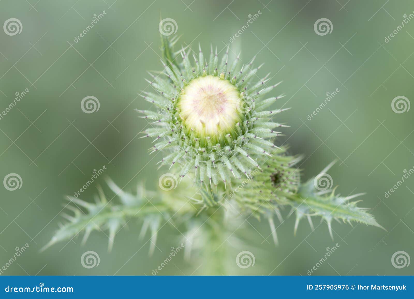 Thistle Inflorescences. Needles and Thorns on a Plant Stock Photo