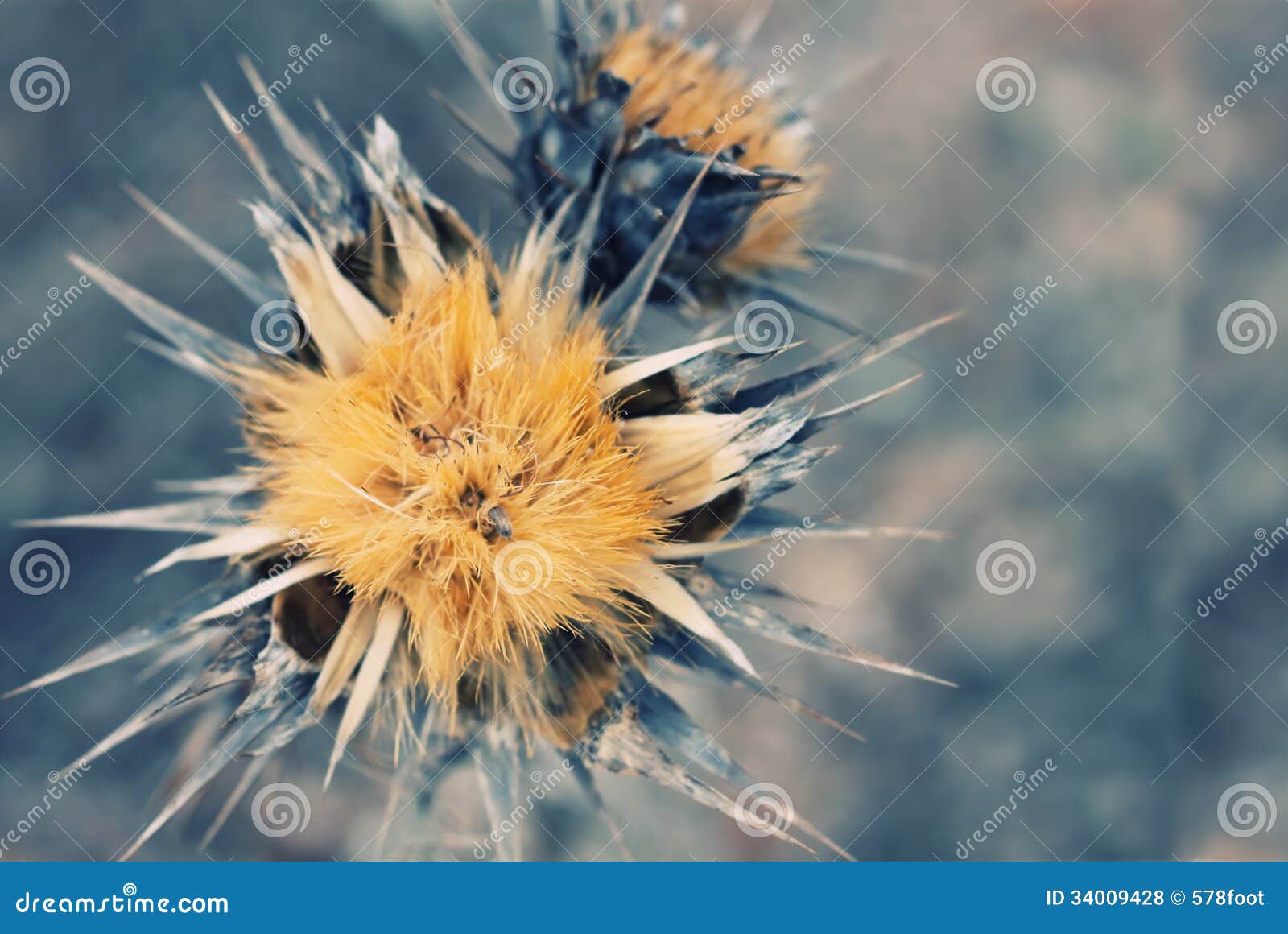 Thistle stock photo. Image of stem, floral, delicacy - 34009428