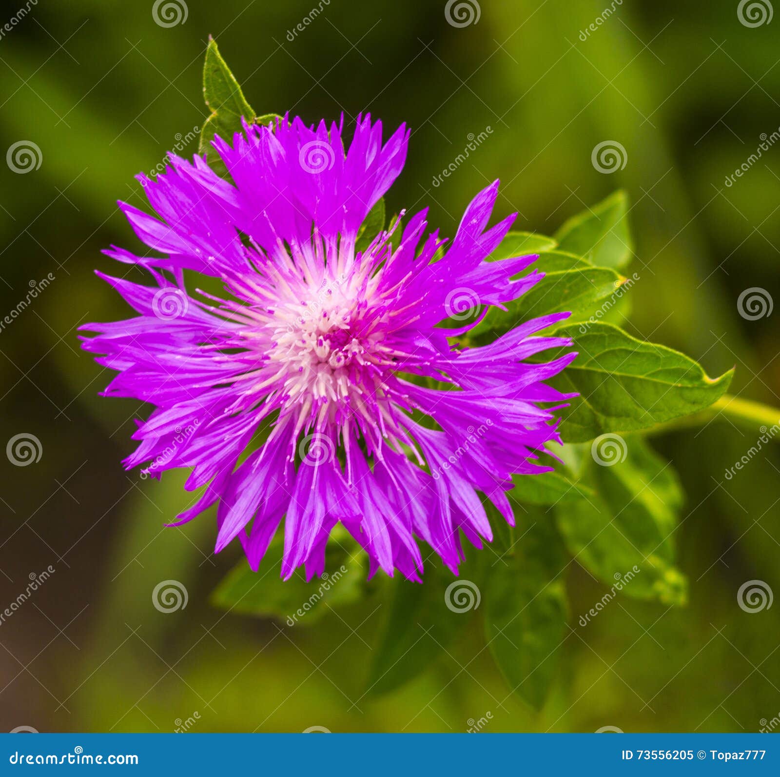 Thistle. Pink Milk Thistle Flower in Bloom in Spring. Single Thistle