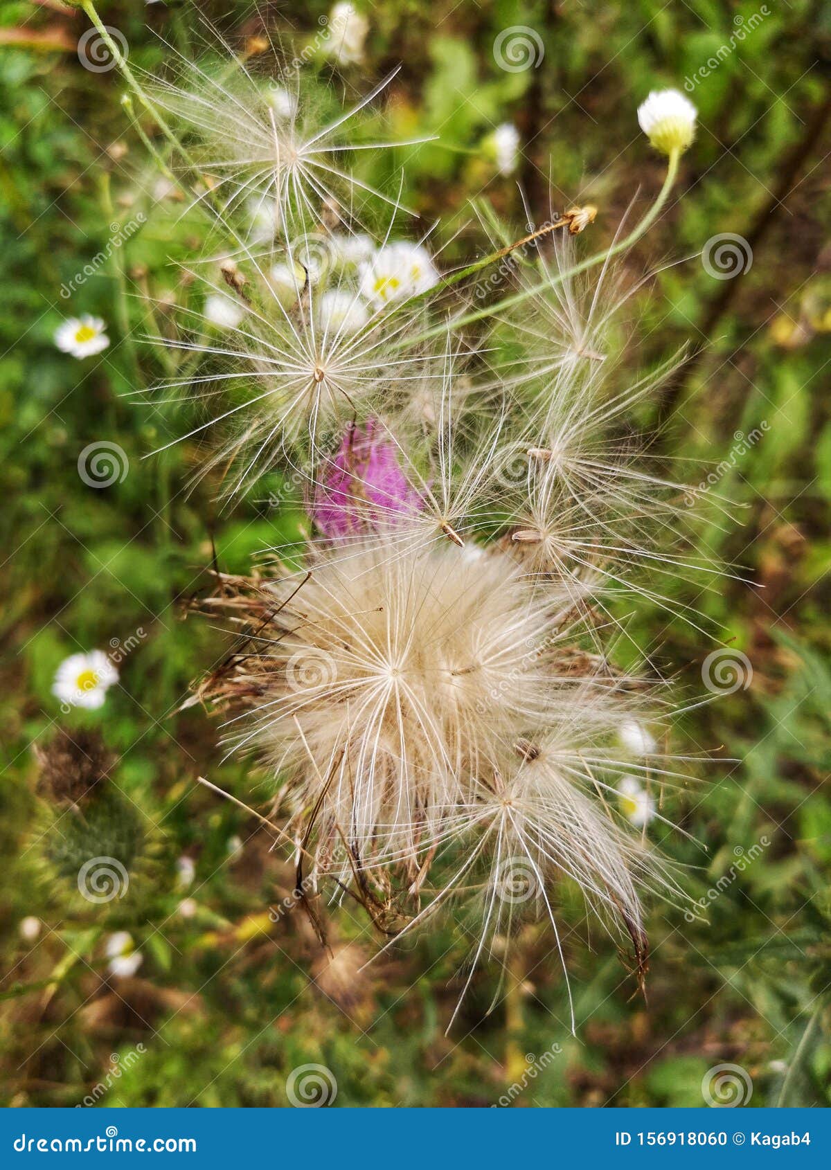 Thistle Fluff Seeds Stock Photo CartoonDealer 38205990 thistle-fluff-seeds-stock-photo-cartoondealer-38205990