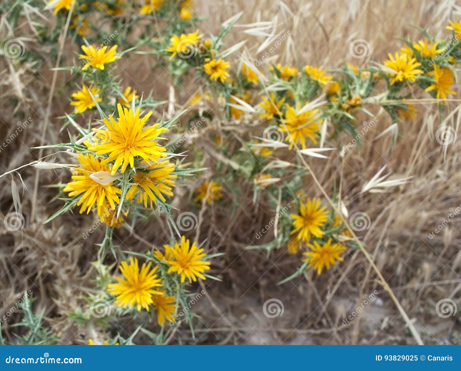 Thistles with Yellow Flowers Stock Image Image of spike, vegetation