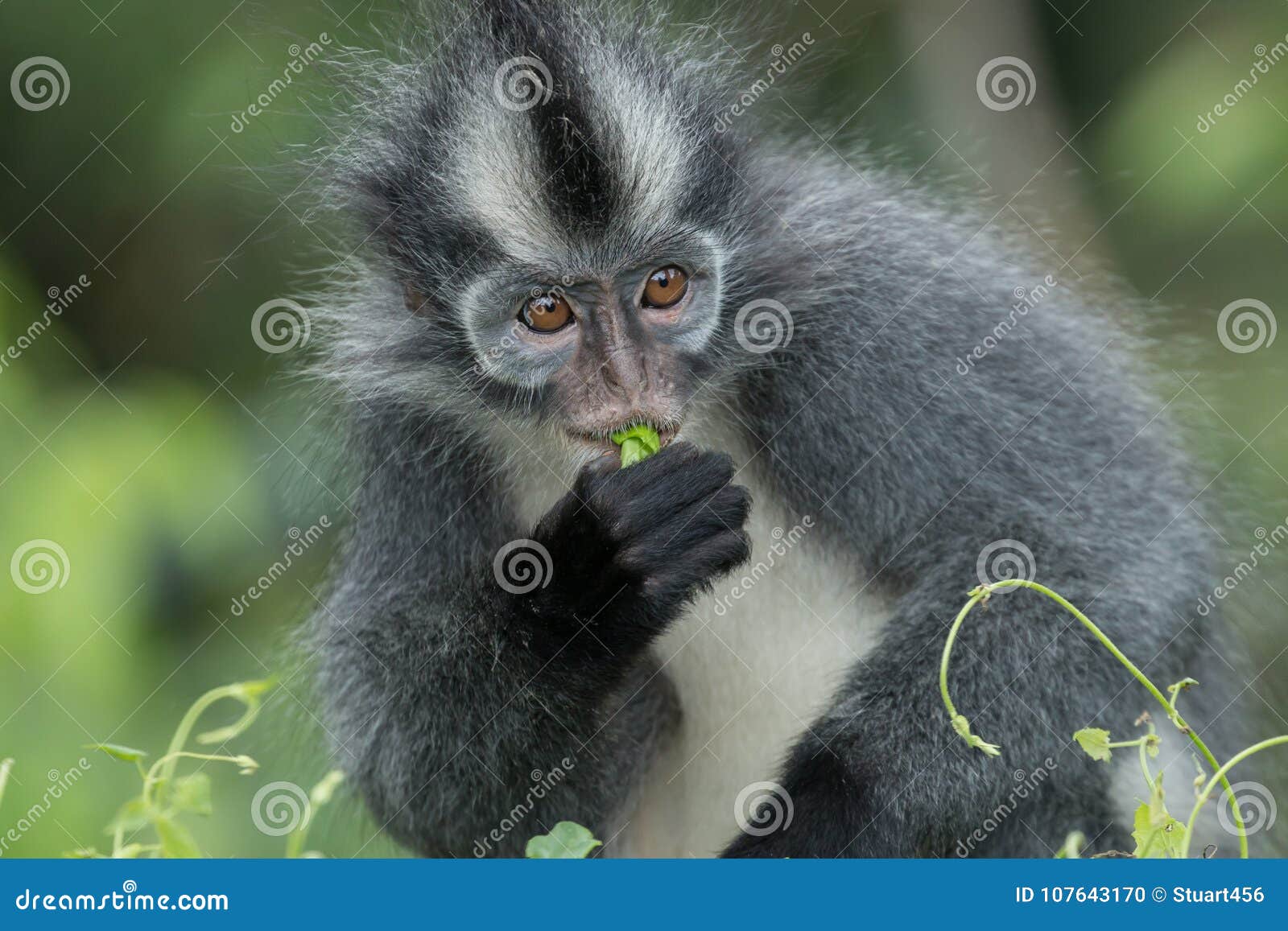 thomas` langur presbytis thomasi, also known as the thomas leaf monkey, in gunung leuser national park, sumatra, indonesia