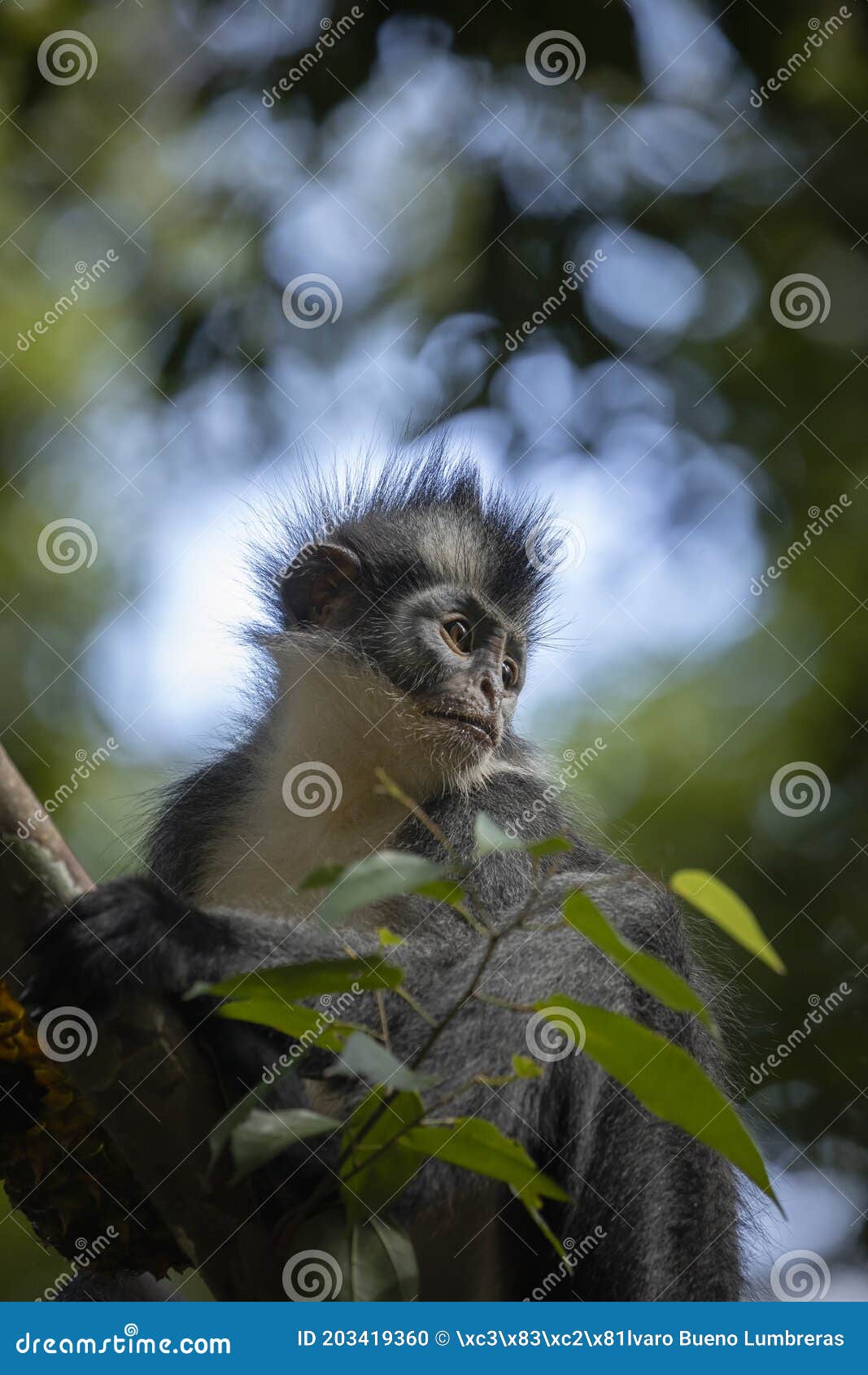 thomas`s langur, endemic species of sumatra, looks around in the rainforest