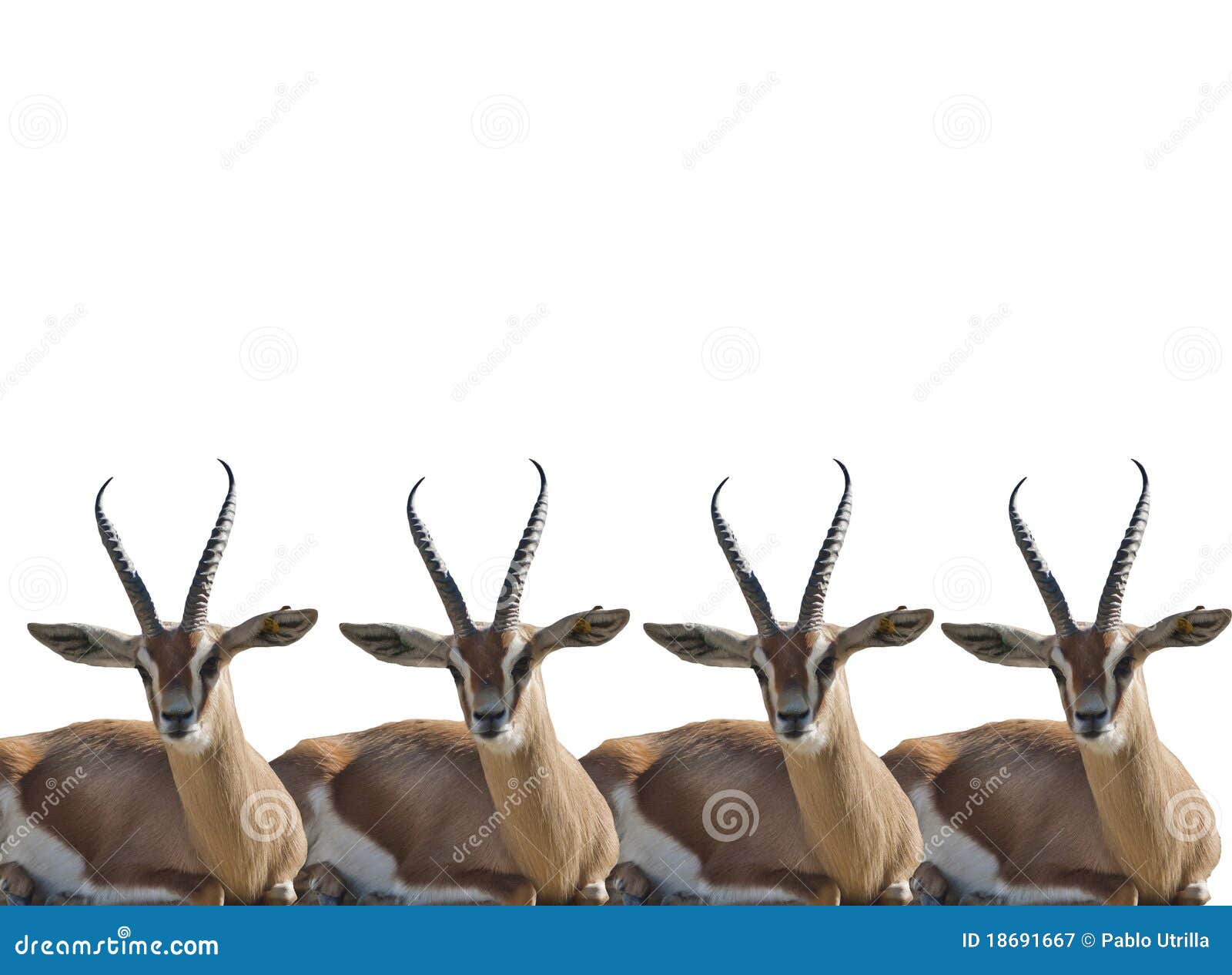 thompson gazelles