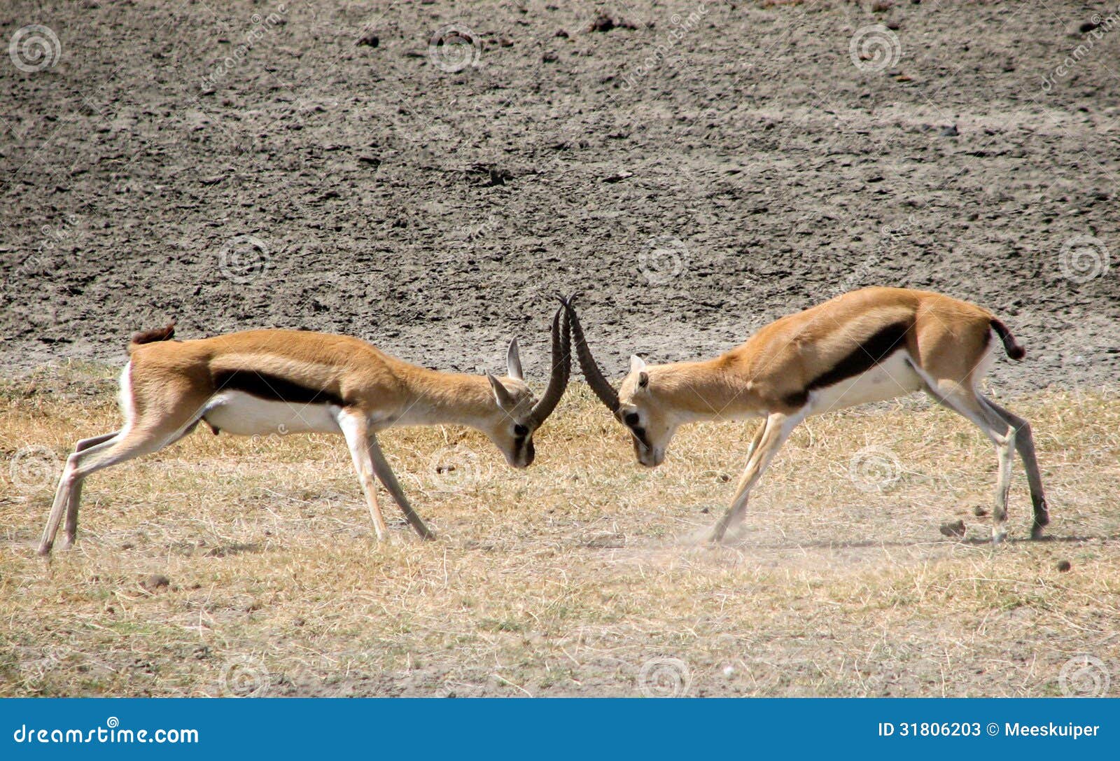 thomson gazelle fight