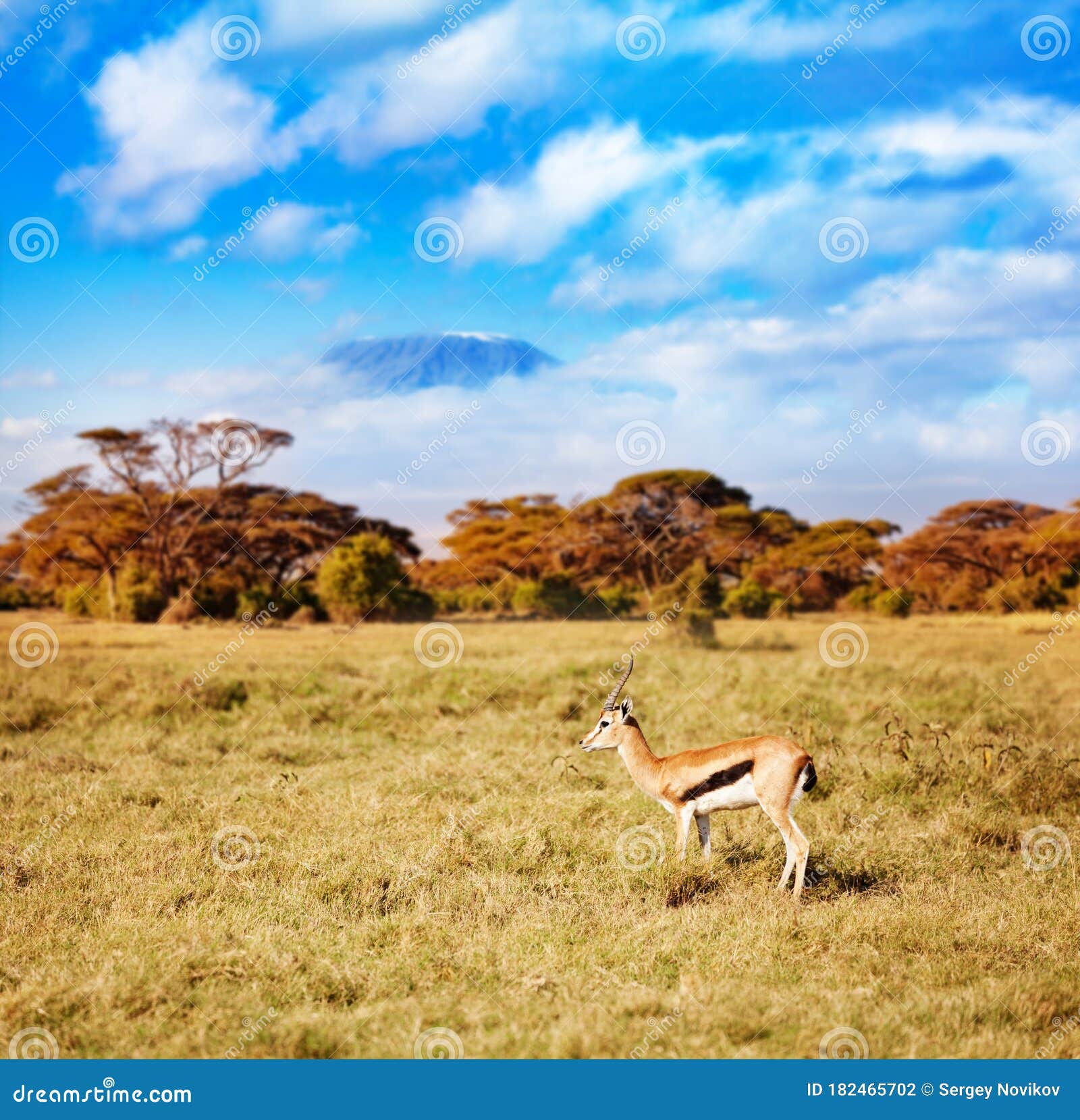 thomson gazelle in kenya over kilimanjaro mountain