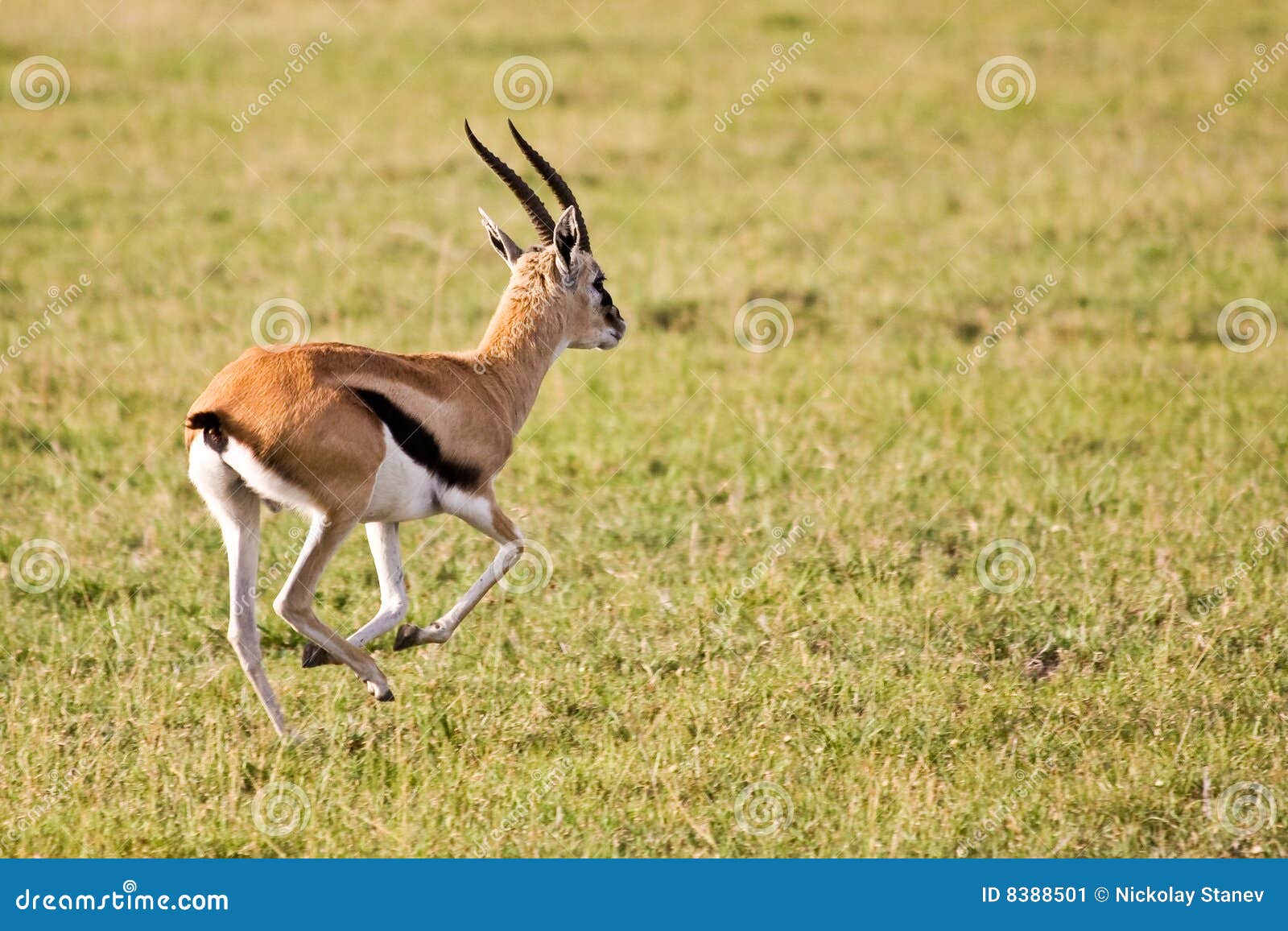 thomson gazelle running in serengeti