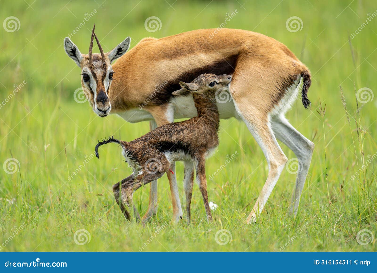 thomson gazelle stands beside newborn in grass