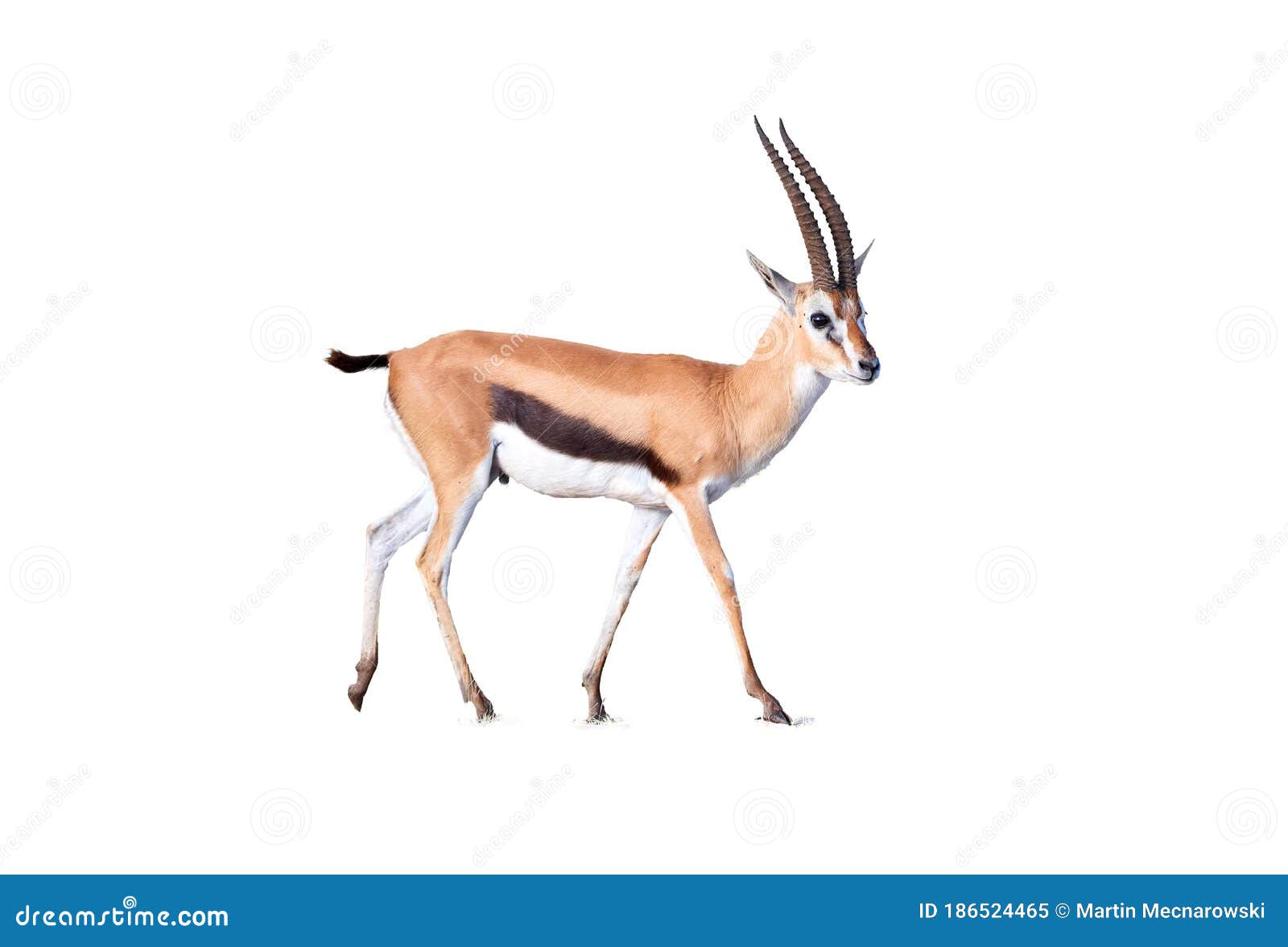 thomson`s gazelle, eudorcas thomsonii  on white background.