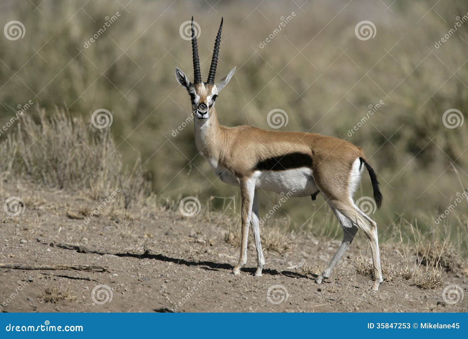 thomson's gazelle, gazella thomsonii,