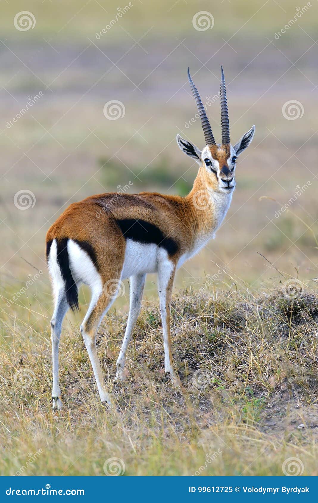 thomson`s gazelle on savanna