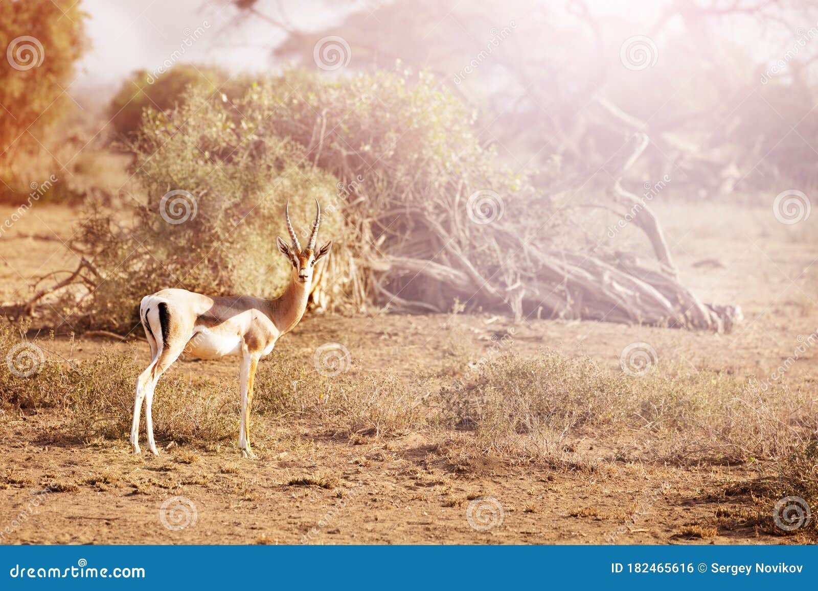 Horn patois Atlas Red Fronted Gazelle Stock Photos - Free & Royalty-Free Stock Photos from  Dreamstime