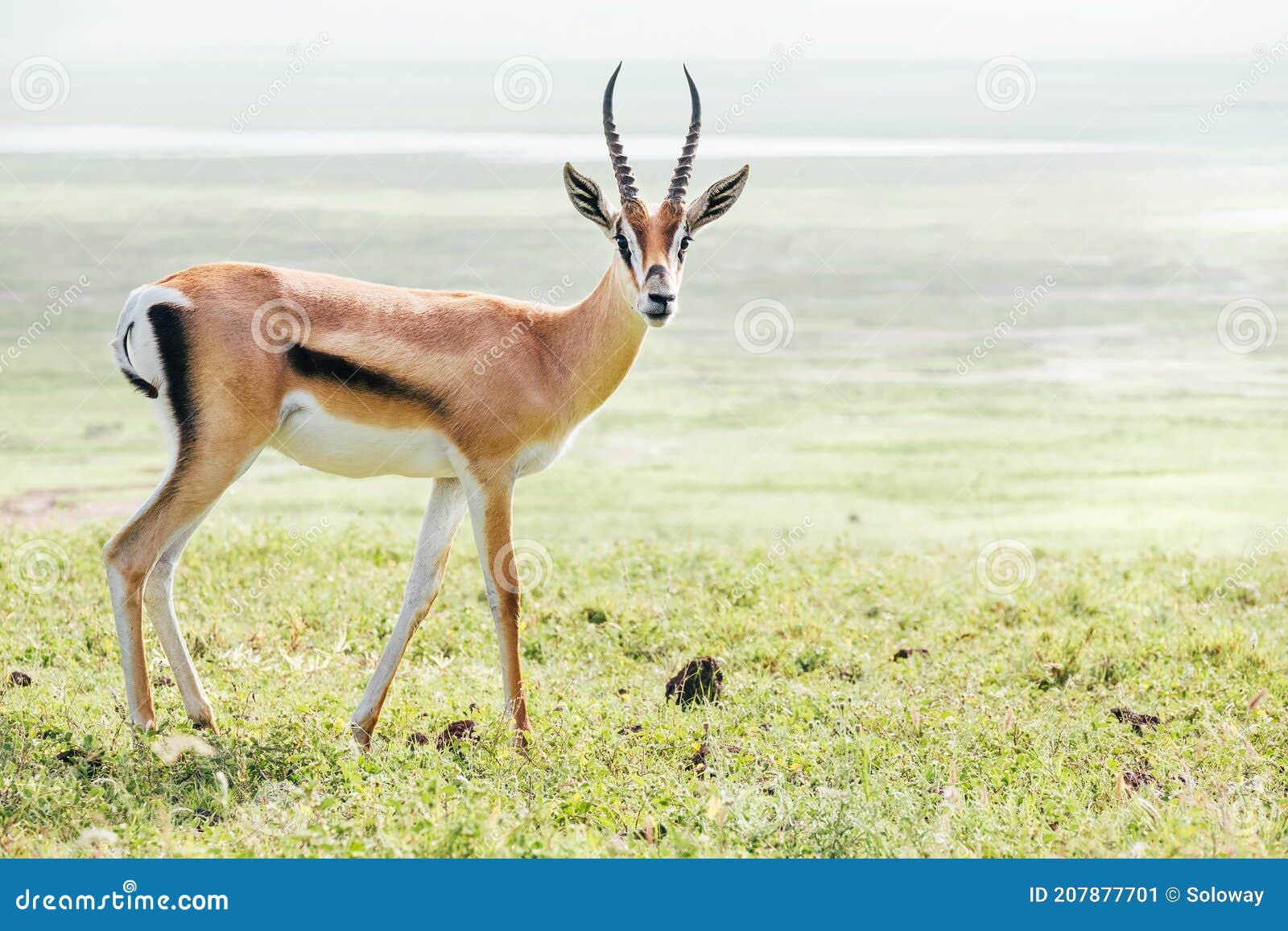 thomson`s gazelle wild animal portrait. ngorongoro crater conservation area, tanzania