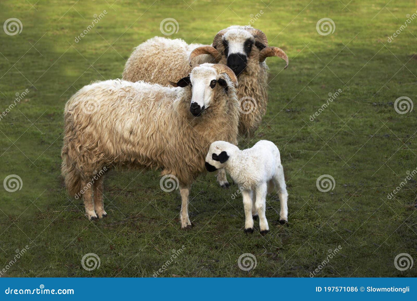 6,533 Domestic Ram Sheep Stock Photos - Free & Royalty-Free Stock Photos  from Dreamstime