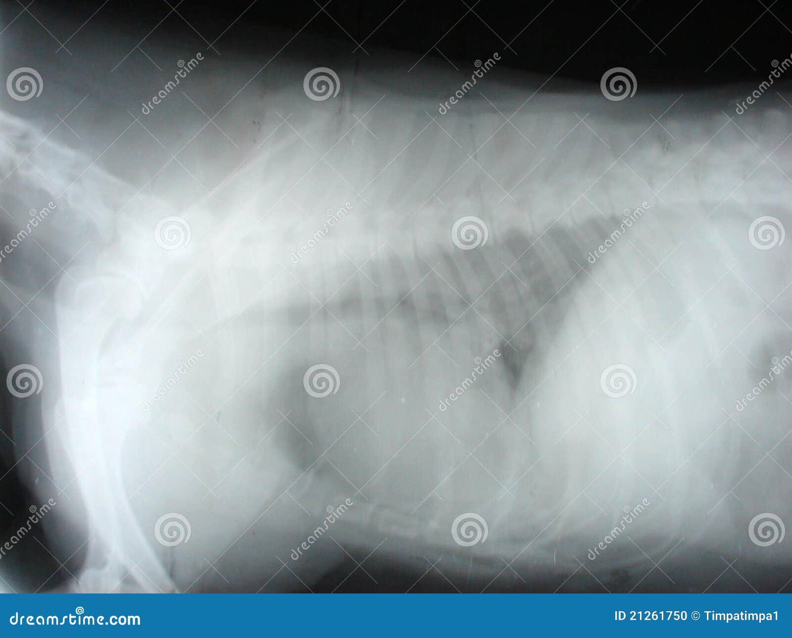 Thoracic Cavity By Dog Stock Photo Image 21261750