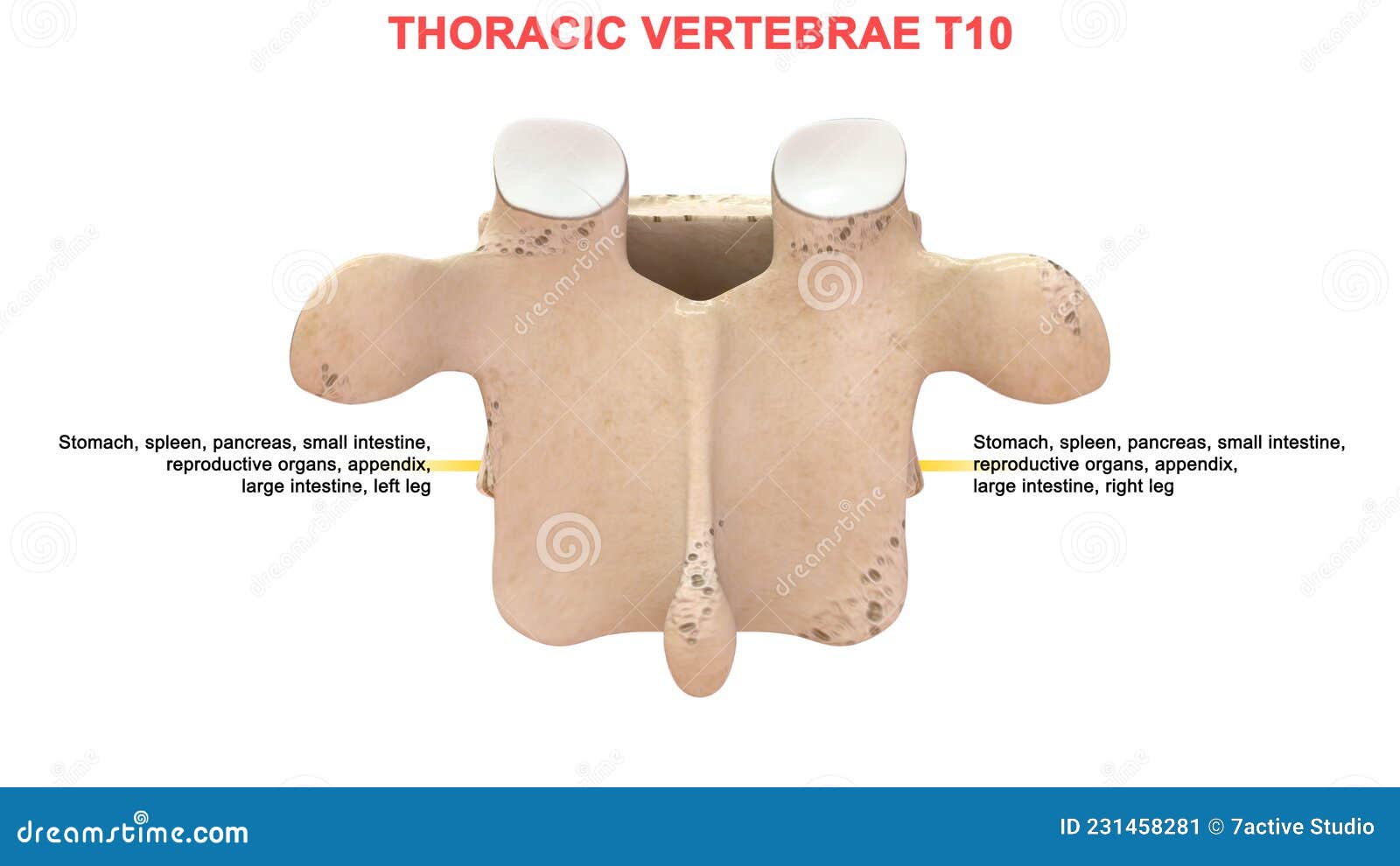 thoracic vertebrae or thoracic spine bone t10