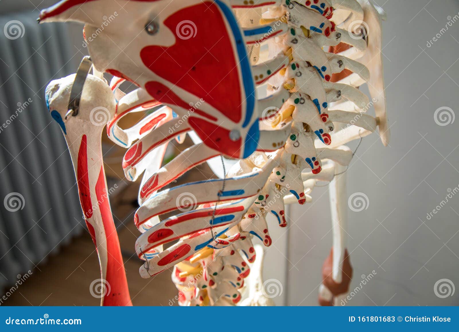 Thoracic Skeleton Anterior View Stock Photography | CartoonDealer.com ...