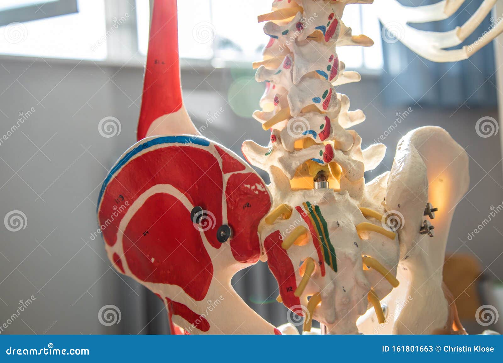 Thoracic Spine with Spinal, Spine Bones, Disc and Hip Bone of Human