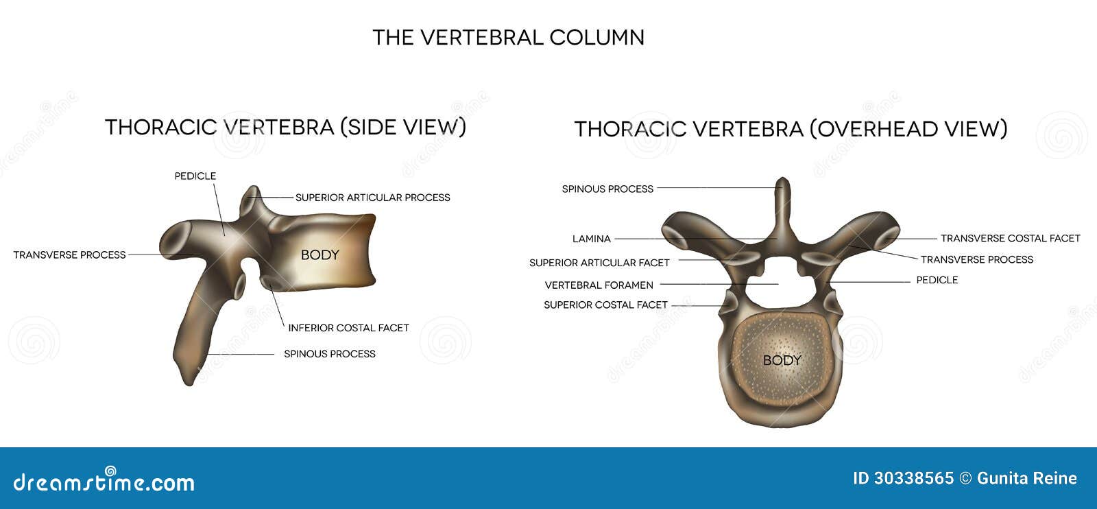 thoracic vertebra